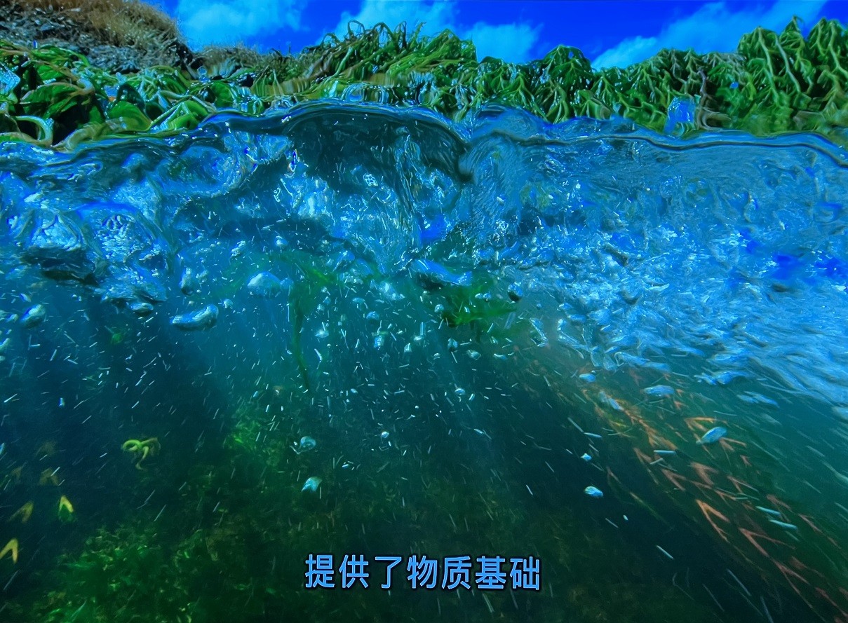 绿色星球 [英版原盘 DIY简繁/双语特效字幕].The.Green.Planet.2022.GBR.UHD.Blu-ray.Repack.2160p.HEVC.TrueHD.7.1.Atmos-TAG 121.72GB-7.jpg