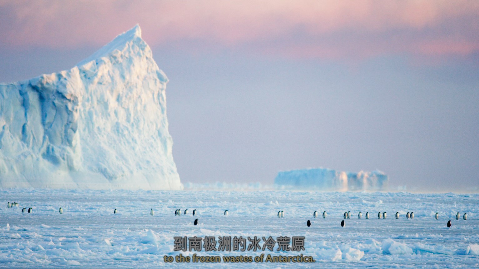 [2018][英国][记录]王朝 第一季[全5集] [美版DIY次世代国语 国配/双语/注释特效字幕].Dynasties.S01.2018.2160p.UHD.USA.Blu-ray.HEVC.Atmos.TrueHD.7.1-TAG 122.86GB-4.jpg