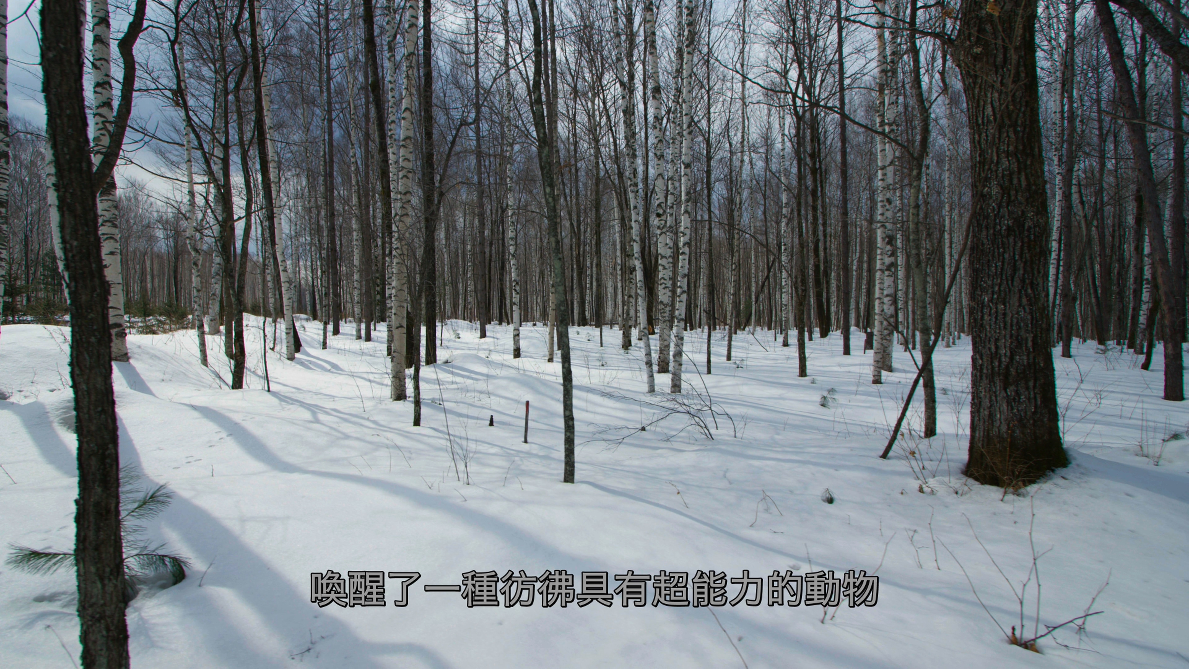 [2021][英国][纪录]完美星球 全5集 [DiY央视国配音轨/简繁+简英繁英双语字幕].A.Perfect.Planet.2021.2160p.GBR.UHD.Blu-ray.HEVC.Atmos.TrueHD.7.1-TAG 134.71GB-4.jpg