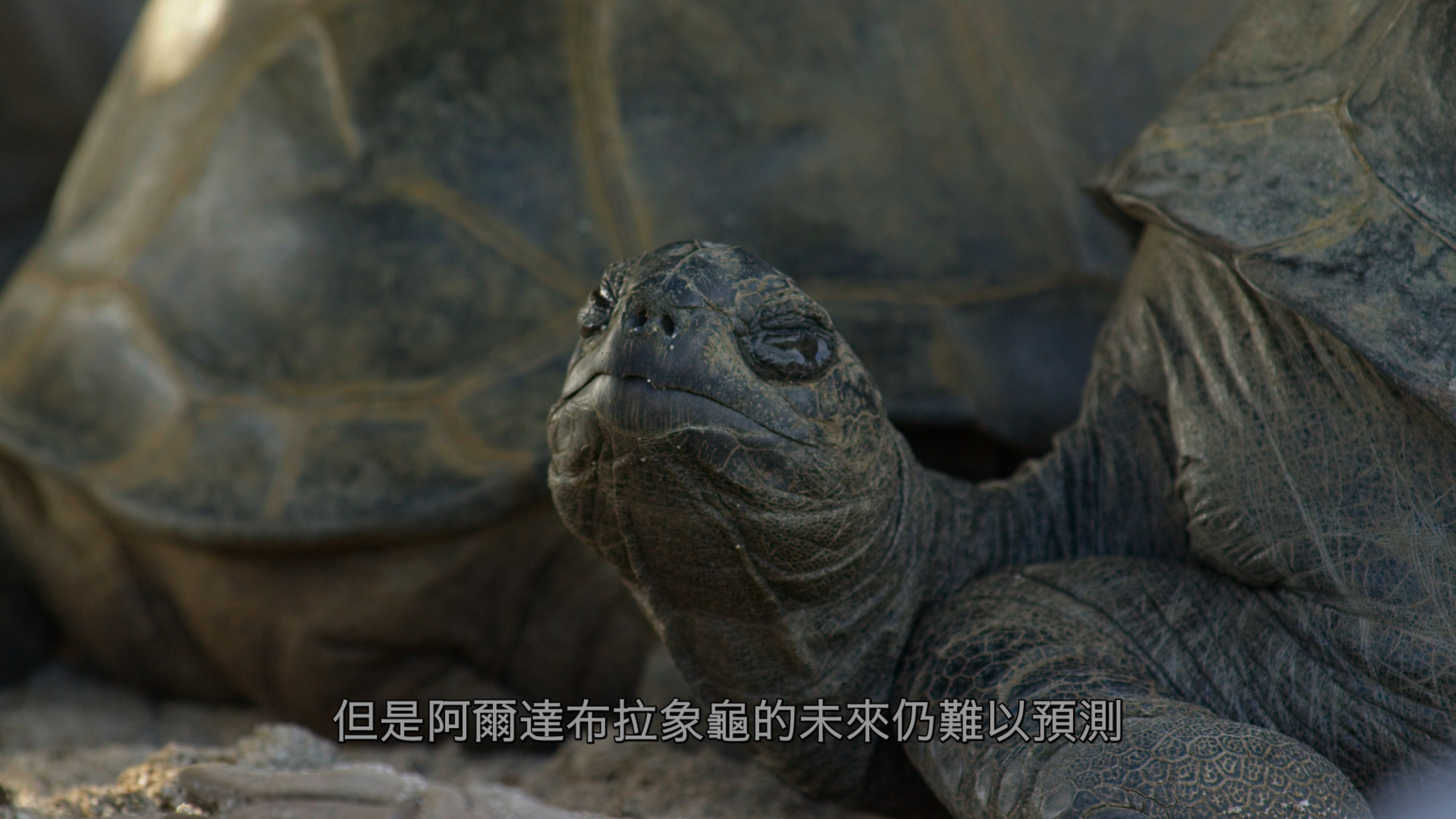 [2021][英国][纪录]完美星球 全5集 [DiY央视国配音轨/简繁+简英繁英双语字幕].A.Perfect.Planet.2021.2160p.GBR.UHD.Blu-ray.HEVC.Atmos.TrueHD.7.1-TAG 134.71GB-7.jpg