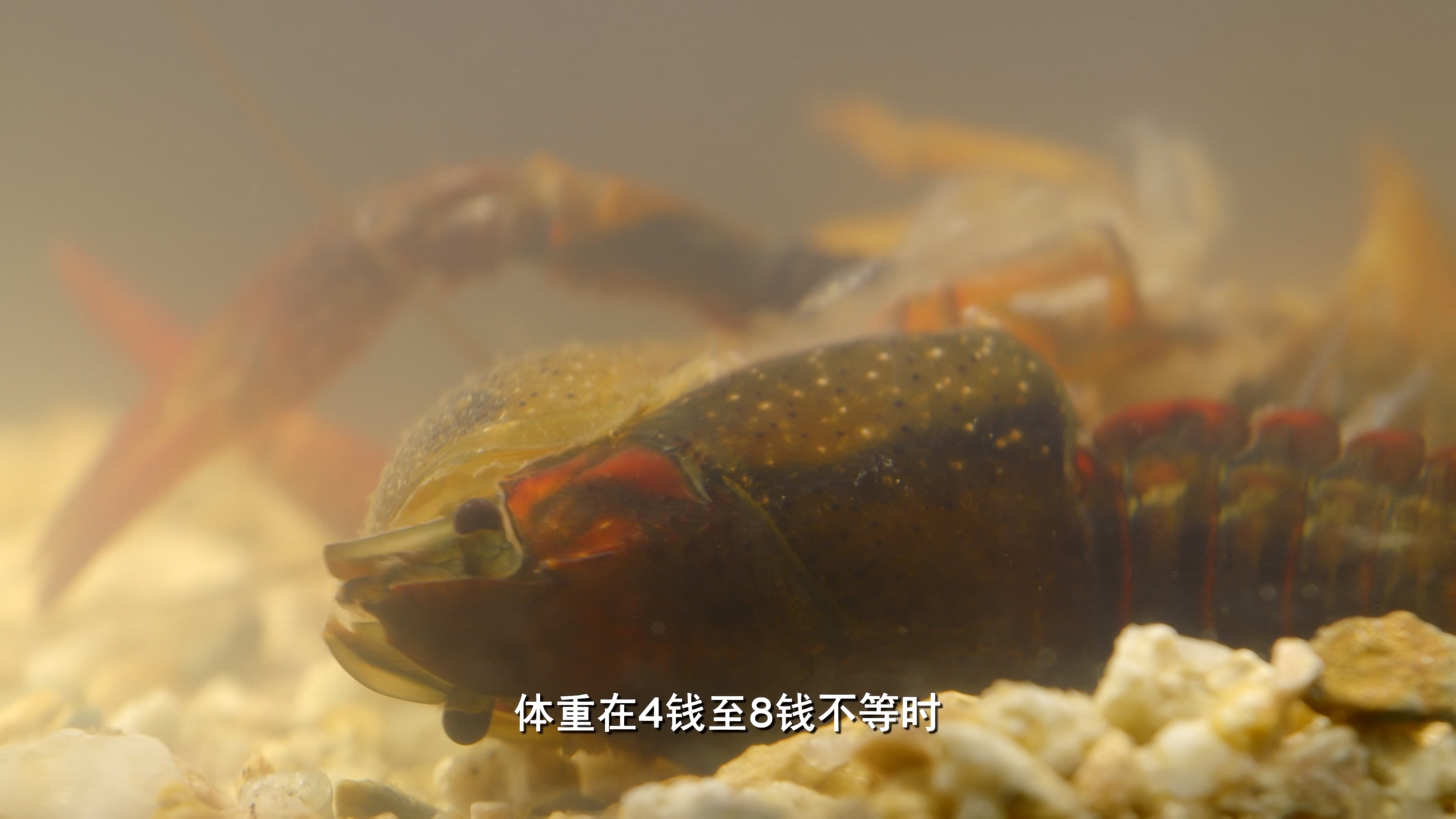 [2022][中国][纪录]老广的味道 第七季[全6集].A.Bite.Of.Guangdong.S07.2022.2160p.HQ.WEB-DL.AAC2.0.H.265-TAG 35.36GB-3.jpg