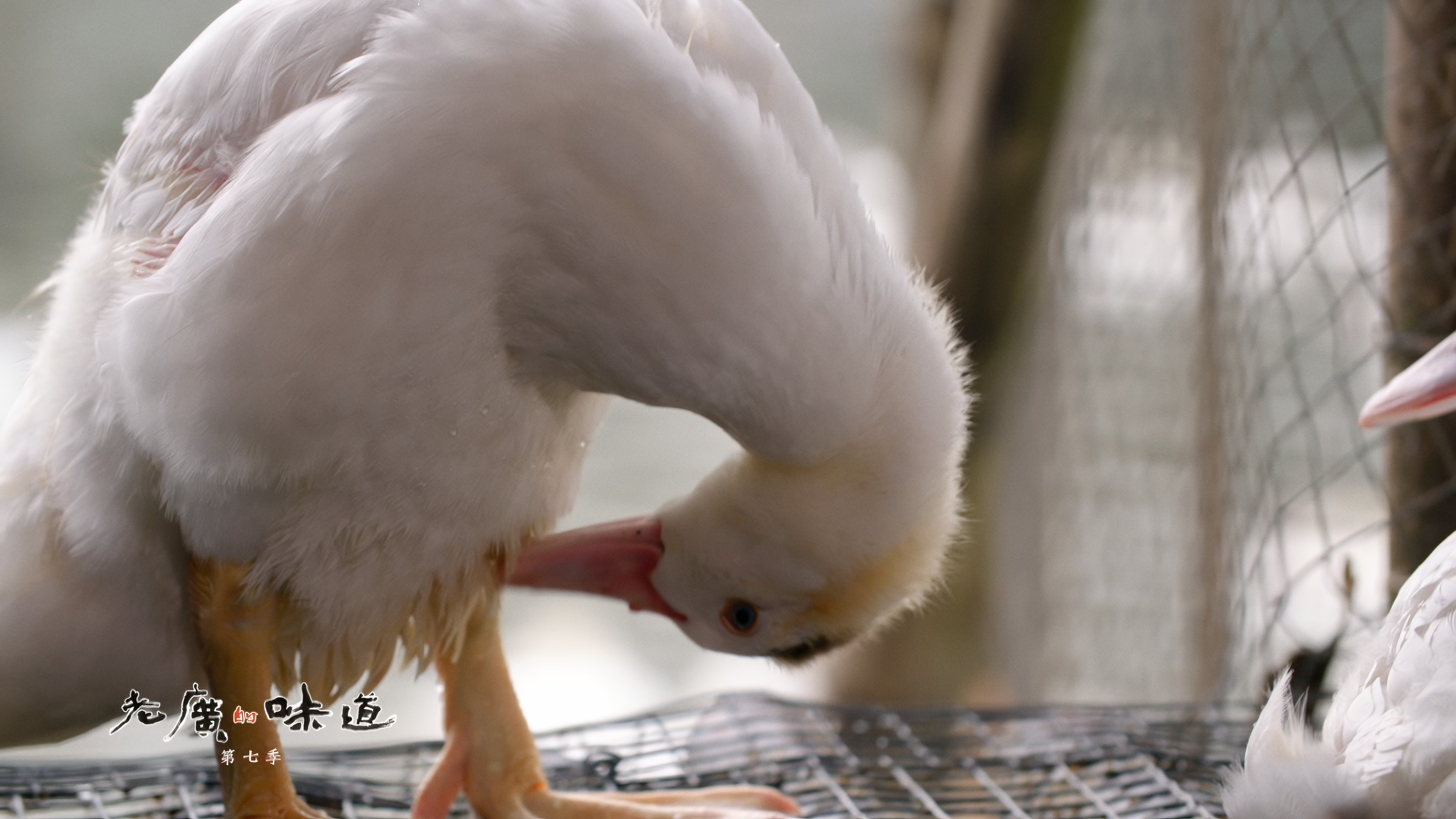 [2022][中国][纪录]老广的味道 第七季[全6集].A.Bite.Of.Guangdong.S07.2022.2160p.HQ.WEB-DL.AAC2.0.H.265-TAG 35.36GB-6.jpg