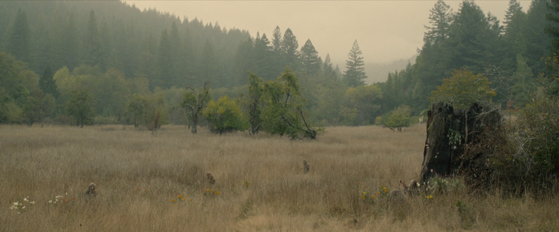 大脚野人日落 / 野人的夕阳 / 大脚怪日落.Sasquatch.Sunset.2024.1080p.WEB-DL.DDP5.1.H264-AOC 6.18GB-4.png