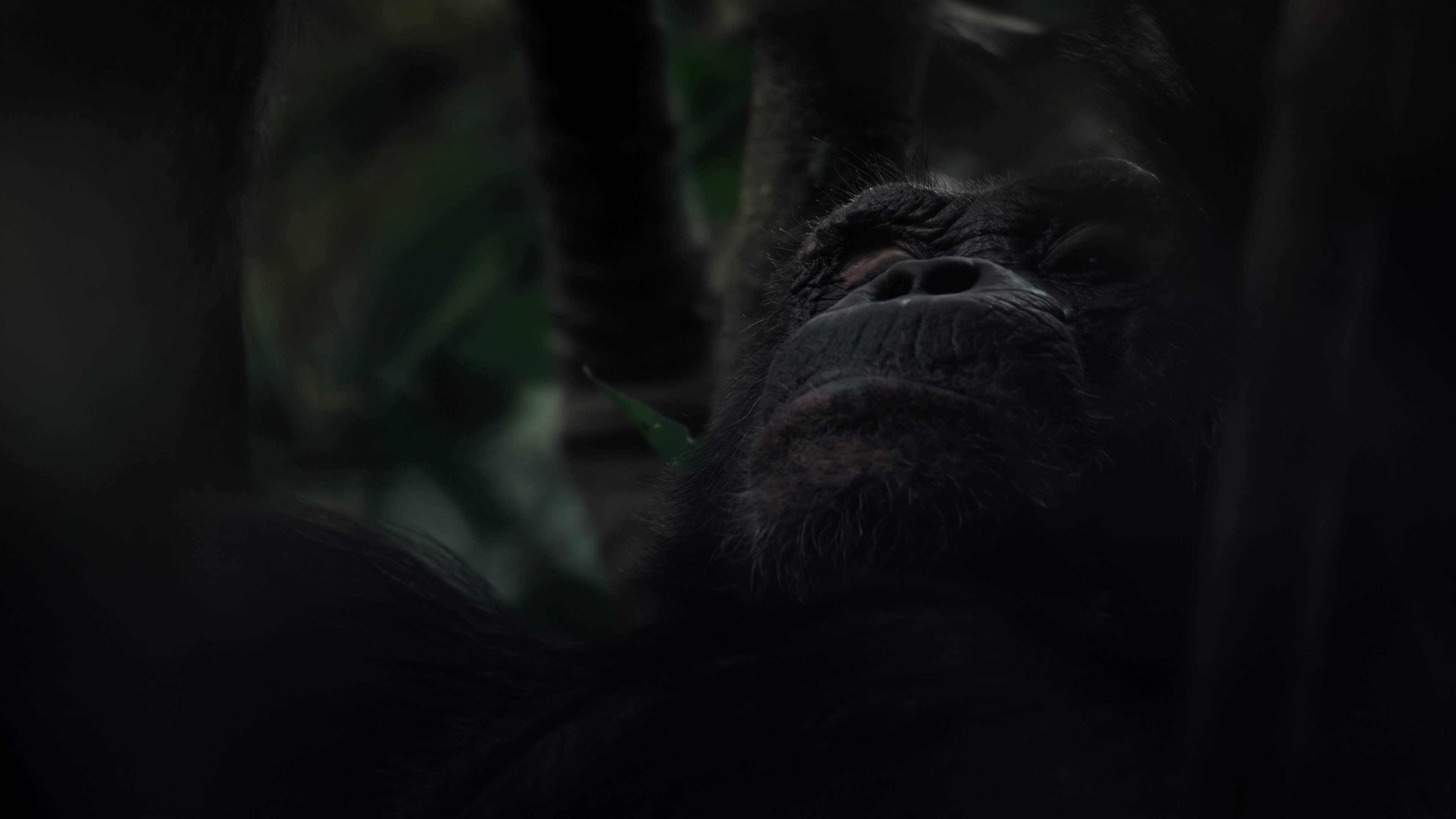 哺乳动物星球 [全06集][国语中字][高码率].Mammals.S01.2024.2160p.HQ.WEB-DL.AAC.H265.2Audio-TAG 48.94GB-3.jpg