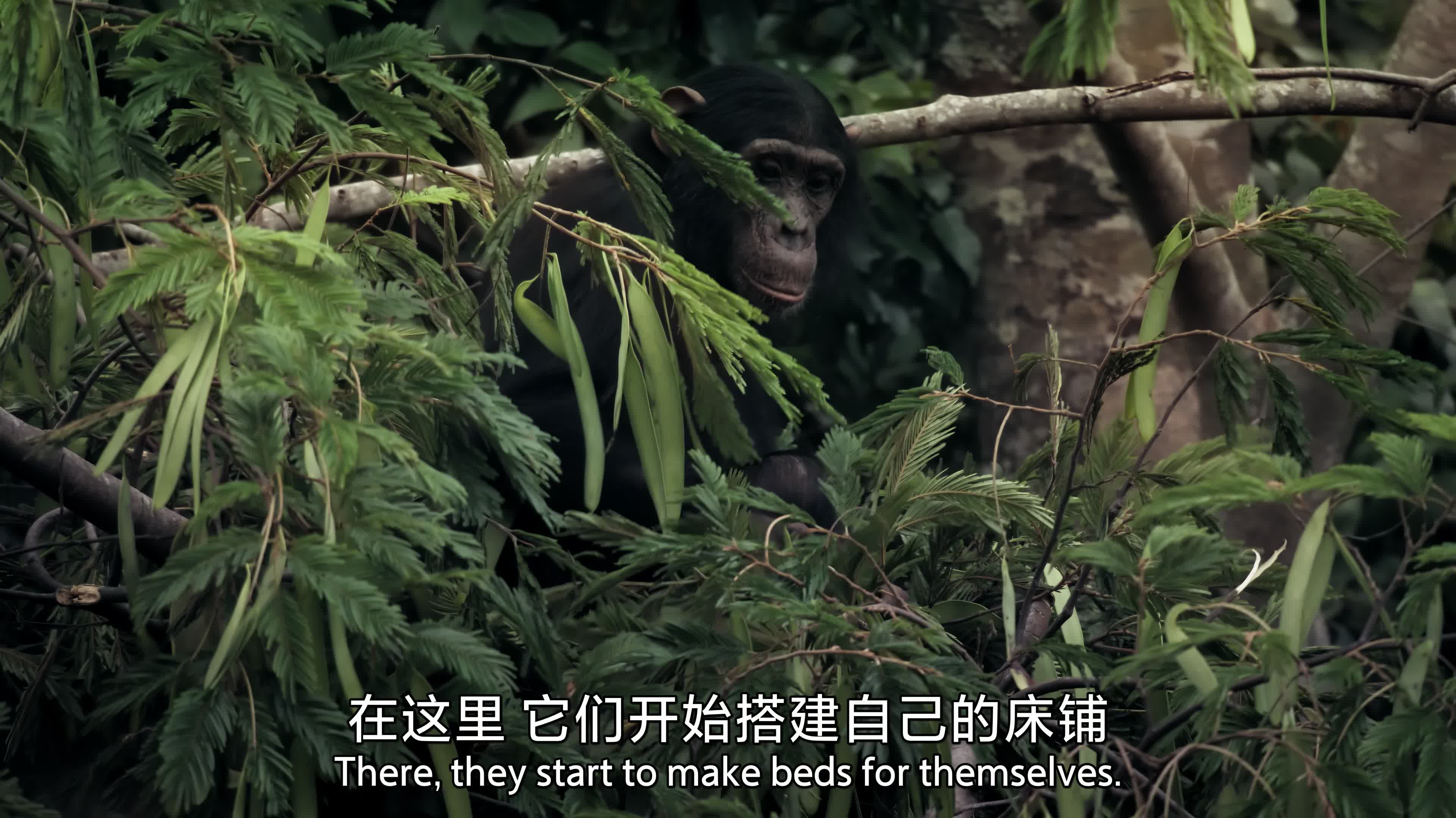 哺乳动物星球 [全06集][国语中字][高码率].Mammals.S01.2024.2160p.HQ.WEB-DL.AAC.H265.2Audio-TAG 48.94GB-5.jpg