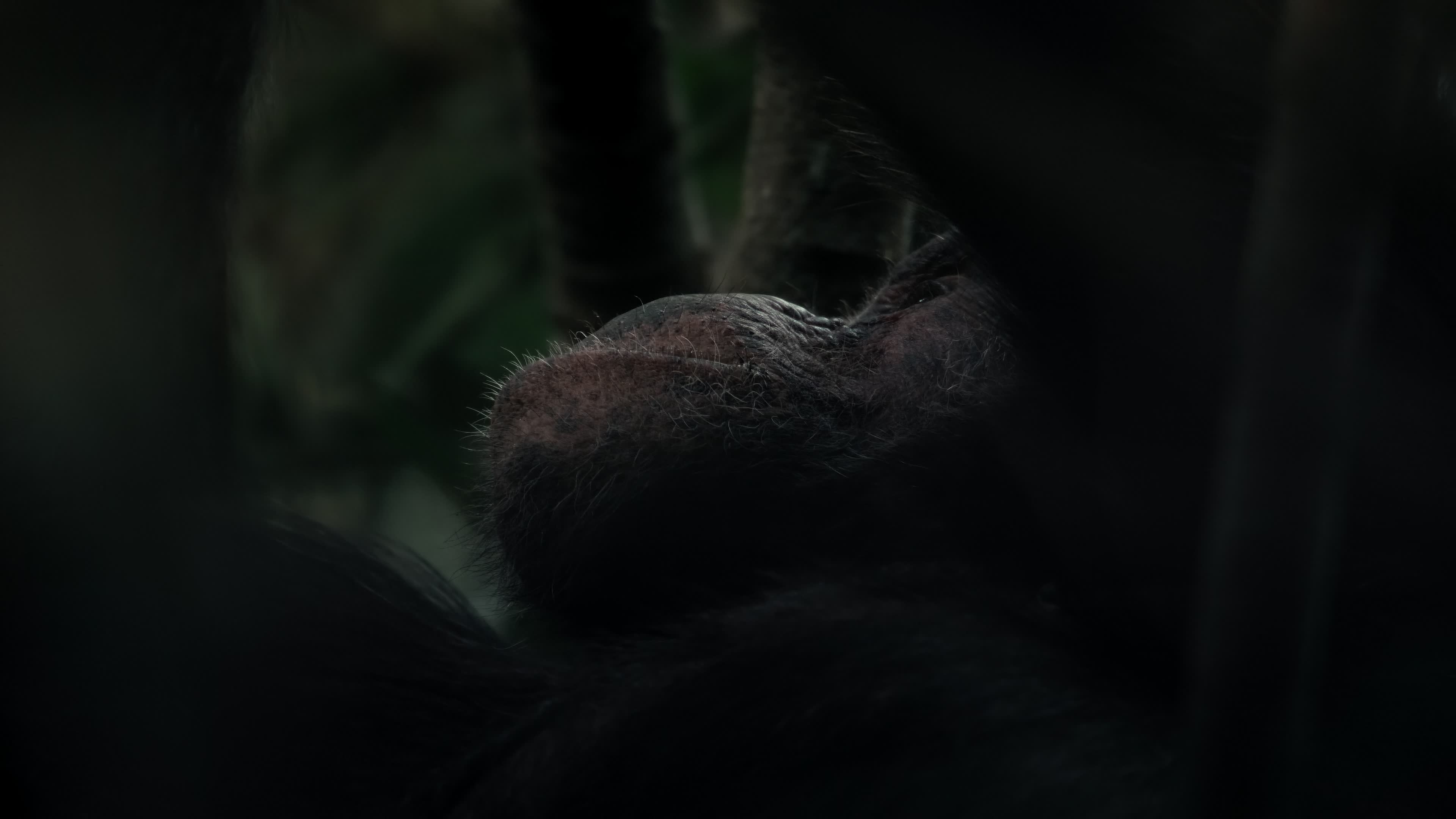 哺乳动物星球 [全06集][国语中字][高码率].Mammals.S01.2024.2160p.HQ.WEB-DL.AAC.H265.2Audio-TAG 48.94GB-6.jpg