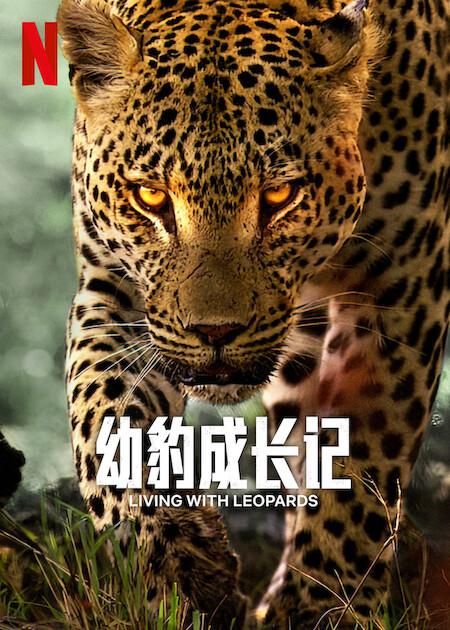 幼豹成长记 / 小豹的惊奇旅程（台）.Living.with.Leopards.2024.1080p.WEB.h264-EDITH 3.32GB-1.jpg