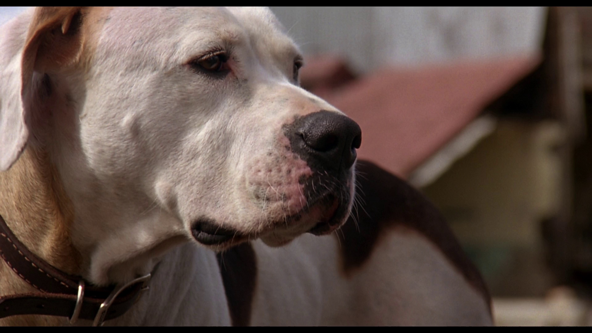 看狗在说话之旧金山历险记 [中文字幕].Homeward.Bound.II.Lost.in.San.Francisco.1996.1080p.DSNP.WEB-DL.H264.DDP5.1-TAG 5.42GB-6.png