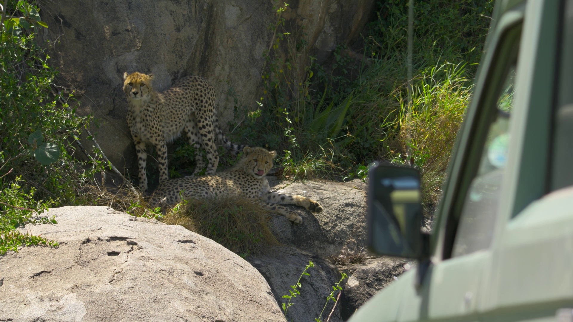 摄影师贝尔蒂与鲨鱼零距离 [简繁英字幕].2026.1080p.DSNP.WEB-DL.DDP.5.1.H.264-DreamHD 2.31GB-4.png