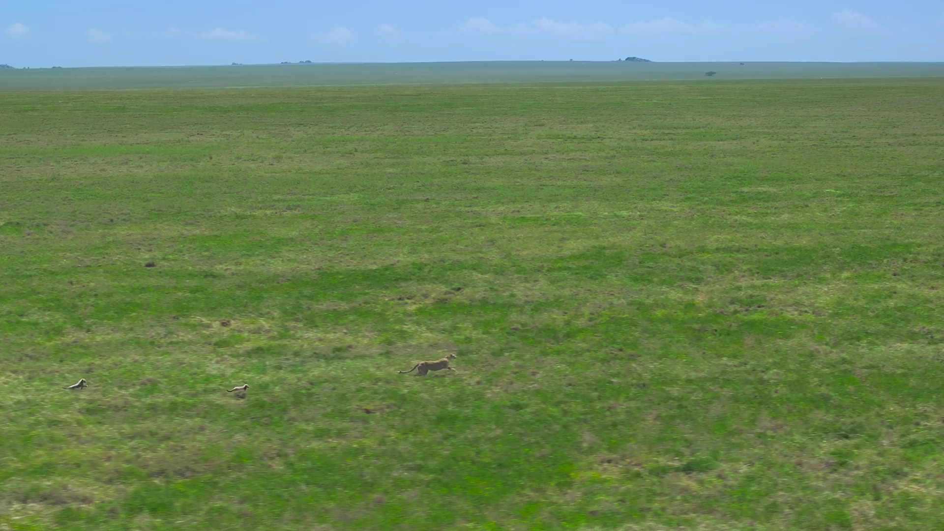 摄影师贝尔蒂与鲨鱼零距离 [杜比视界版本][简繁英字幕].2026.2160p.DSNP.WEB-DL.DDP.5.1.DV.H.265-DreamHD 5.21GB-2.png