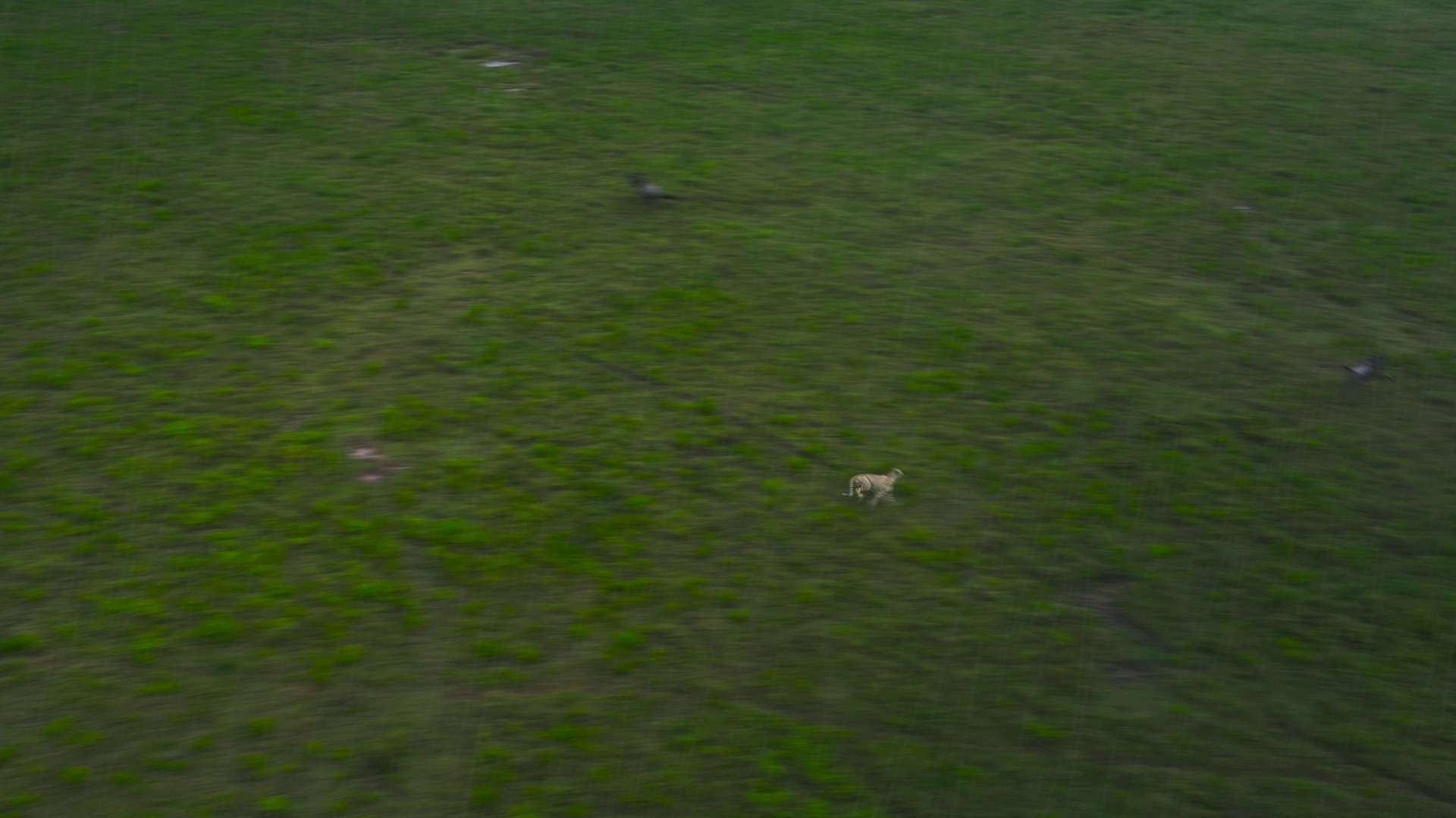 摄影师贝尔蒂与鲨鱼零距离 [简繁英字幕].2026.2160p.DSNP.WEB-DL.DDP.5.1.HDR10.H.265-DreamHD 4.93GB-7.png