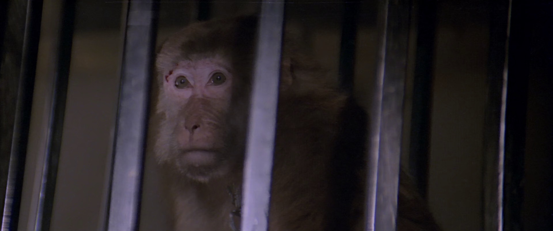 金玉满堂 [国语音轨/中英字幕].The.Chinese.Feast.1995.Bluray.1080p.x265.10bit.2Audios-SSDSSE 5.77GB-7.png