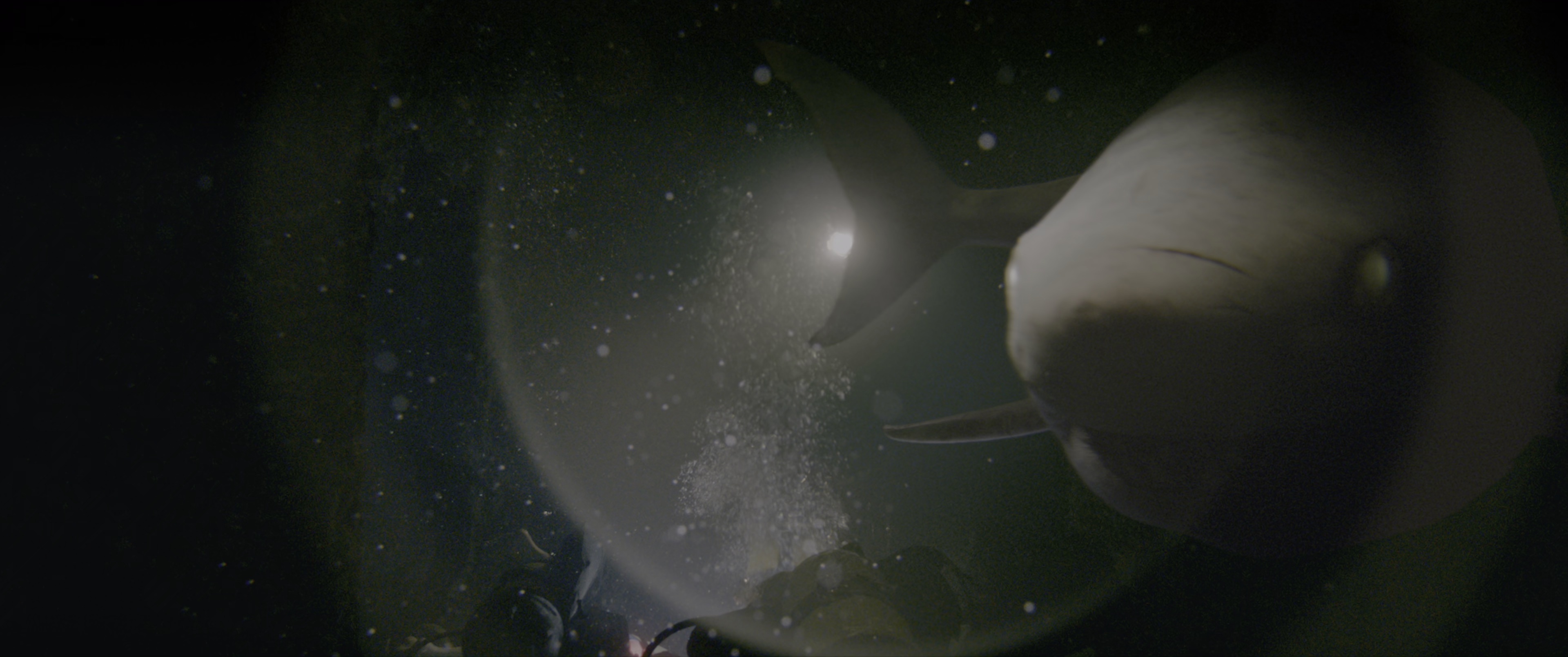 鲨海逃生 [国英多音轨/简繁英双语字幕].47.Meters.Down.Uncaged.2019.UHD.BluRay.2160p.x265.10bit.HDR.2Audio-SSDSSE 24.58GB-3.png