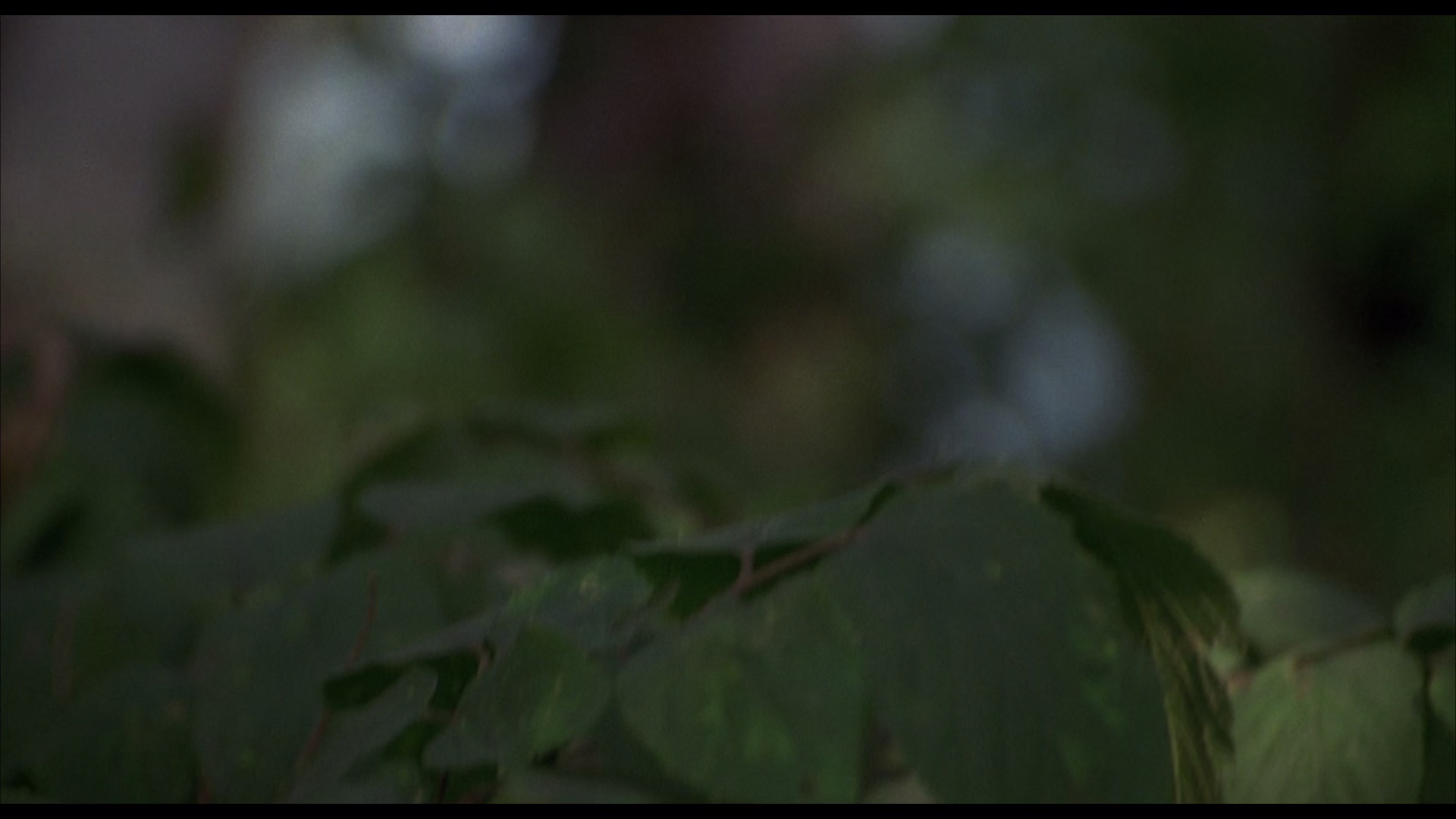 鳄鱼波鞋走天涯 [无字片源].The.Cure.1995.1080p.BluRay.AC3.x265.10bit-SSDSSE 3.86GB-3.png