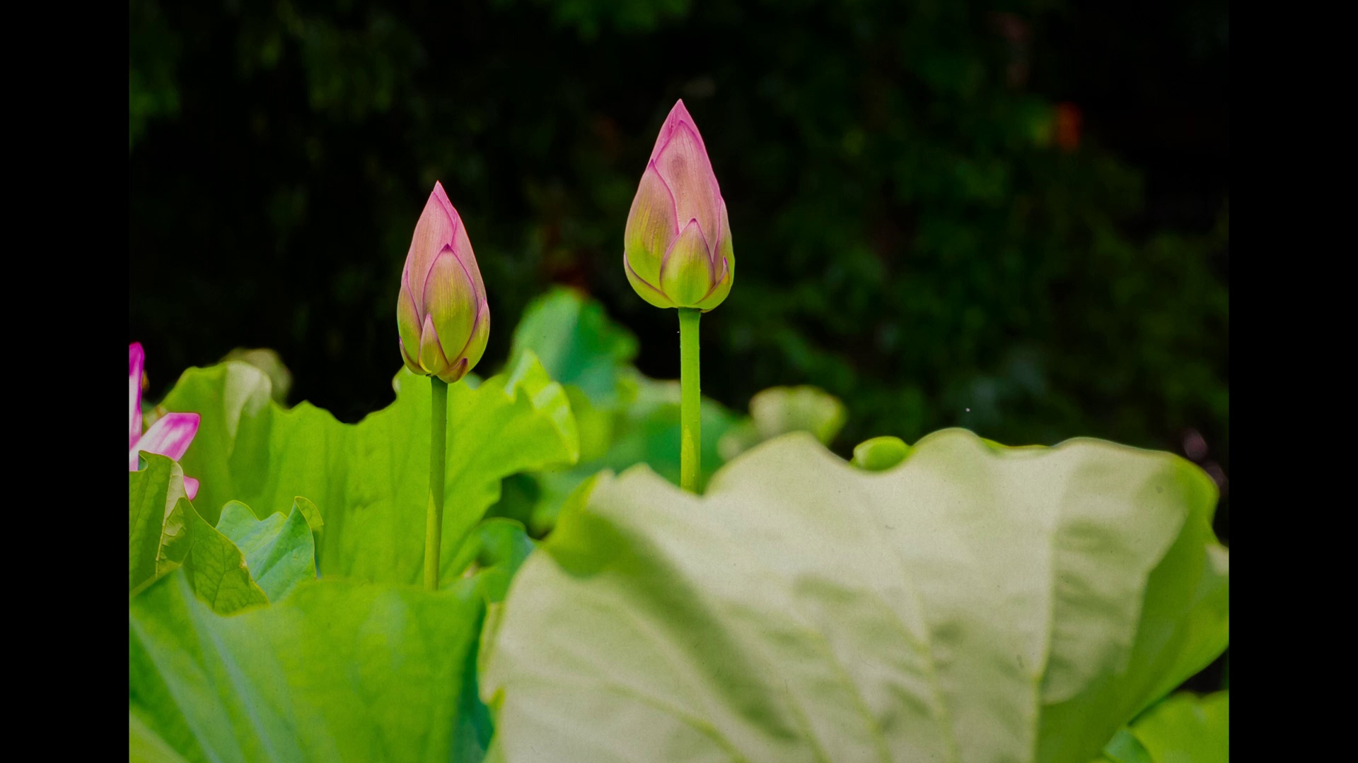 寻觅和谐：一位国王的愿景 [无字片源].Finding.Harmony.A.Kings.Vision.2026.1080p.AMZN.WEB-DL.DDP.5.1.H.264-DreamHD 6.09GB-4.png