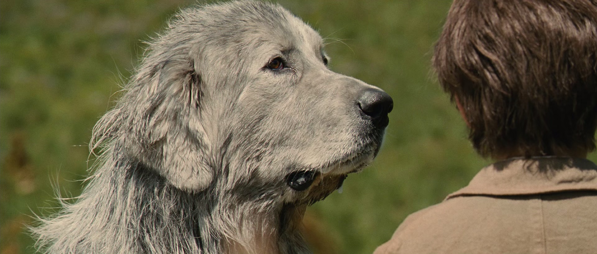 灵犬雪莉 [国语音轨/简繁字幕].2013.BluRay.1080p.x265.10bit.4Audio.DDP5.1-SSDSSE 8.53GB-3.png