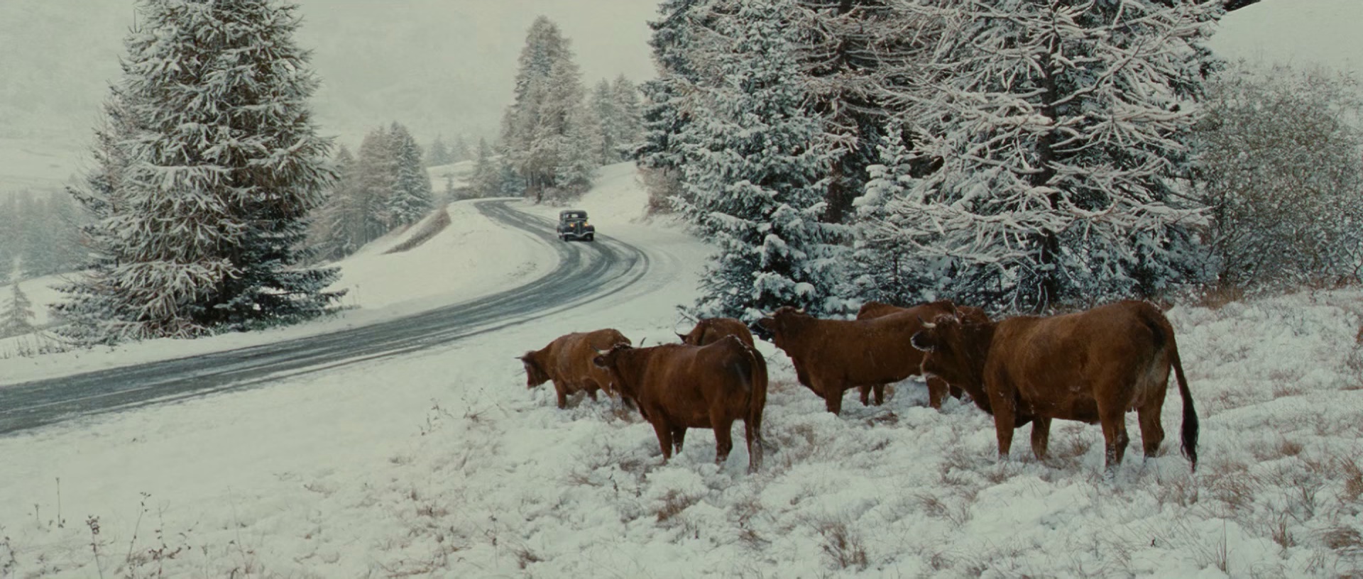 灵犬雪莉 [国语音轨/简繁字幕].2013.BluRay.1080p.x265.10bit.4Audio.DDP5.1-SSDSSE 8.53GB-5.png