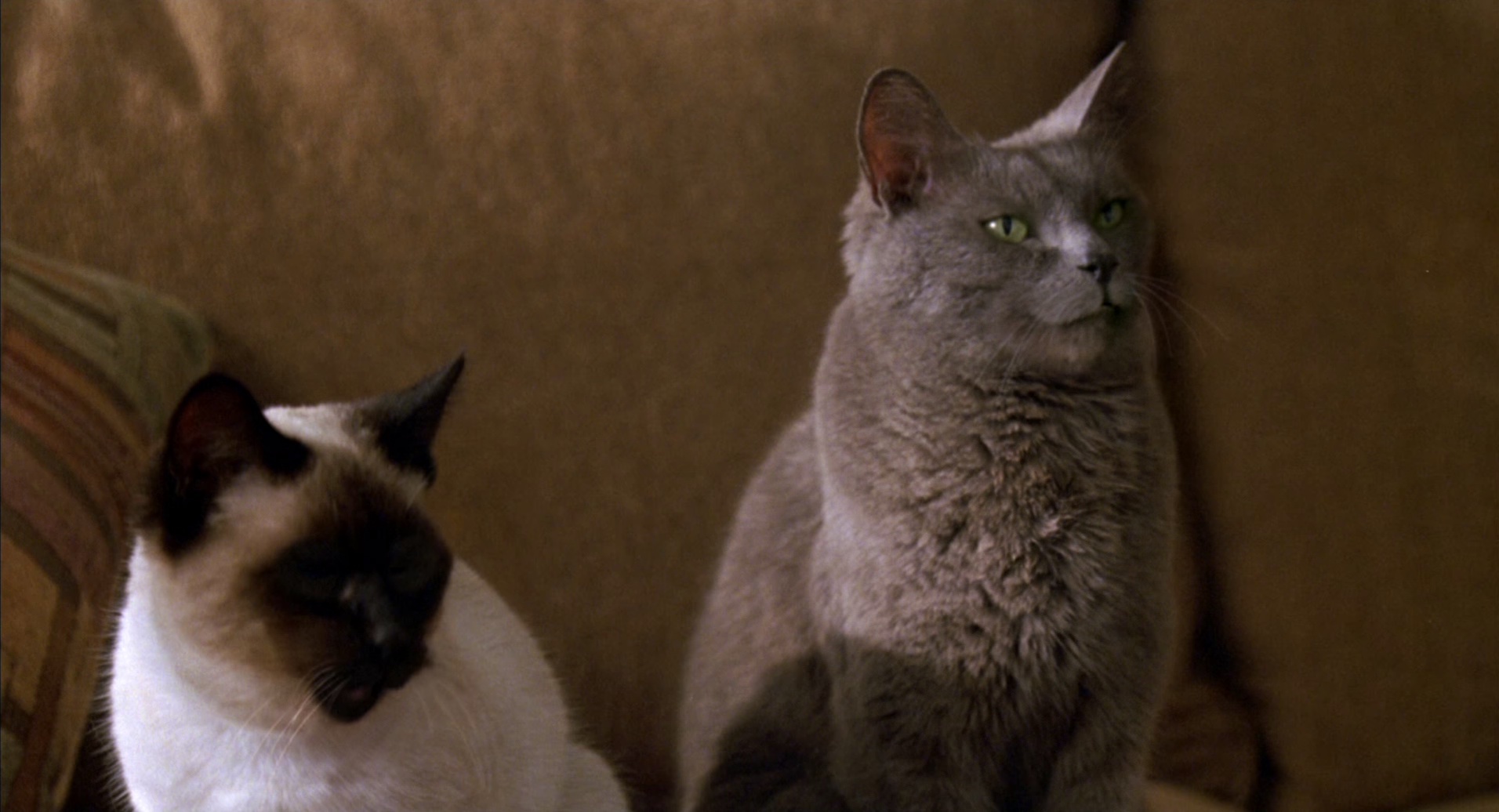 加菲猫 [国粤英多音轨/简繁英双语字幕].Garfield.2004.BluRay.1080p.x265.10bit.4Audio-SSDSSE 4.71GB-7.png