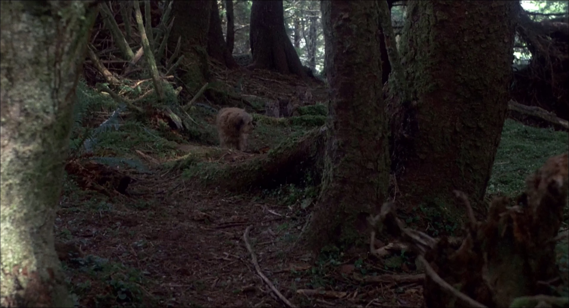 丛林赤子心 [简繁英字幕].Benji.the.Hunted.1987.1080p.WEBRip.x265.10bit.AC3￡SSDSSE 4.77GB-4.png