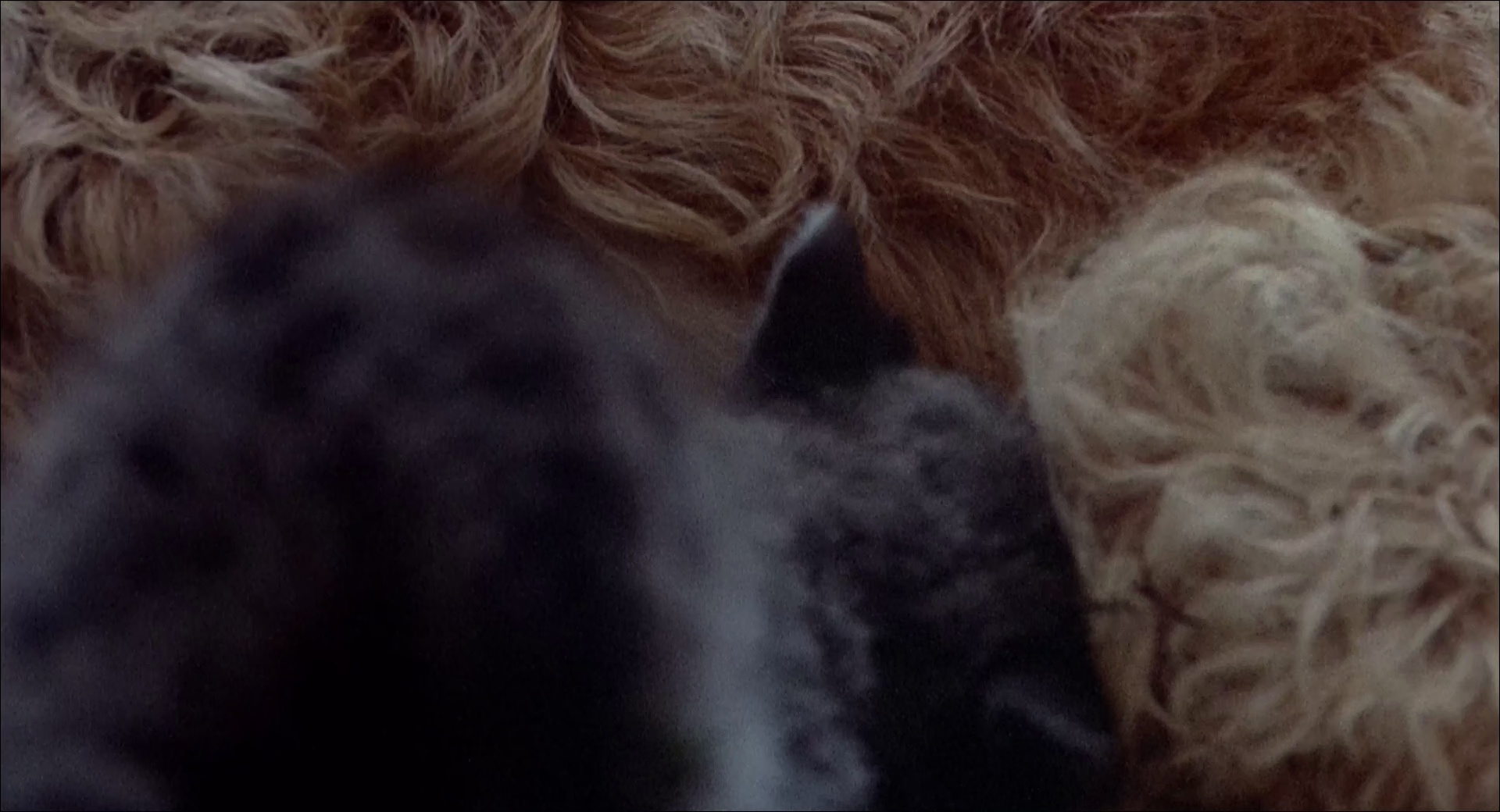 丛林赤子心 [简繁英字幕].Benji.the.Hunted.1987.1080p.WEBRip.x265.10bit.AC3￡SSDSSE 4.77GB-2.png