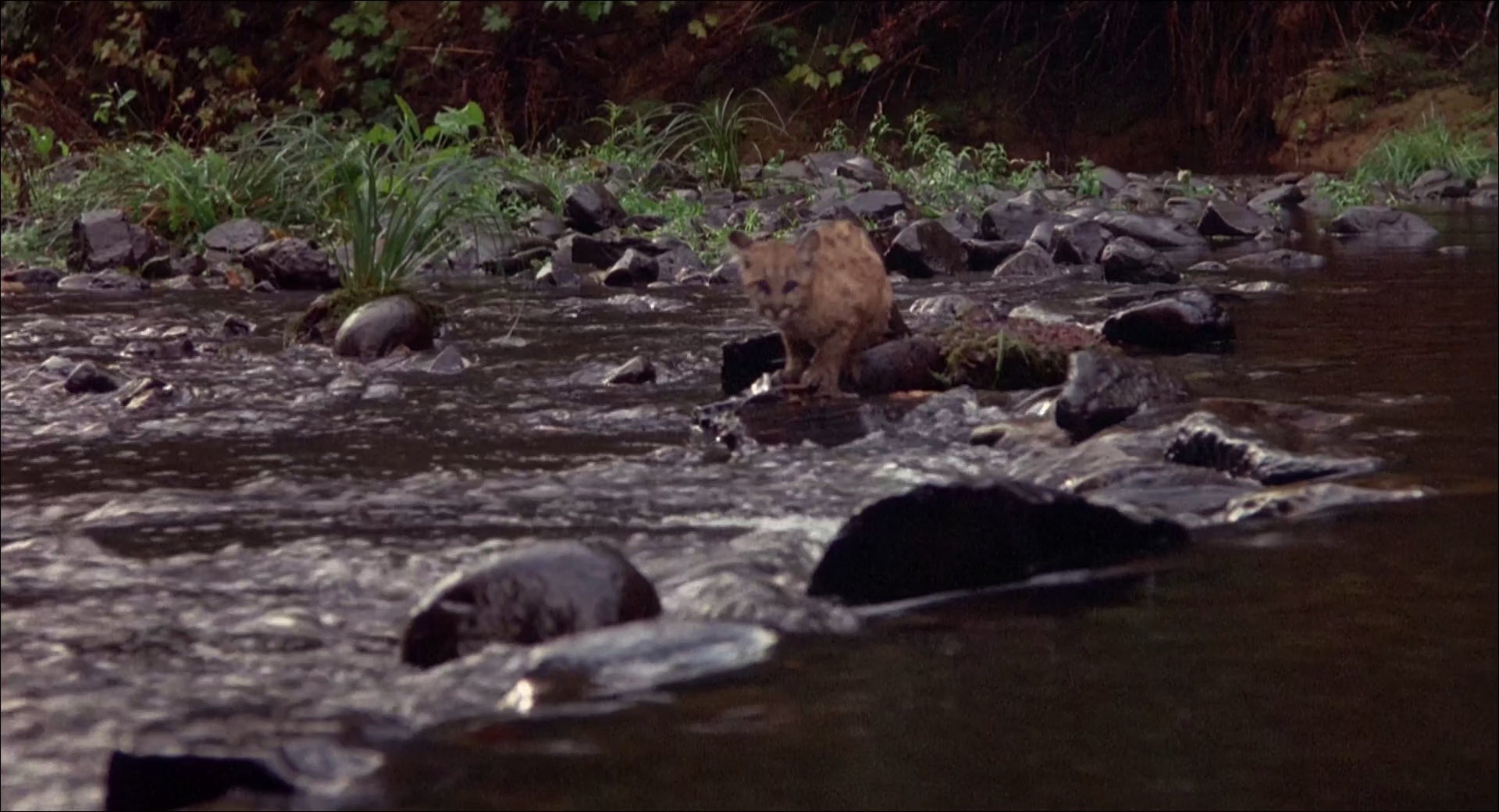 丛林赤子心 [简繁英字幕].Benji.the.Hunted.1987.1080p.WEBRip.x265.10bit.AC3￡SSDSSE 4.77GB-5.png