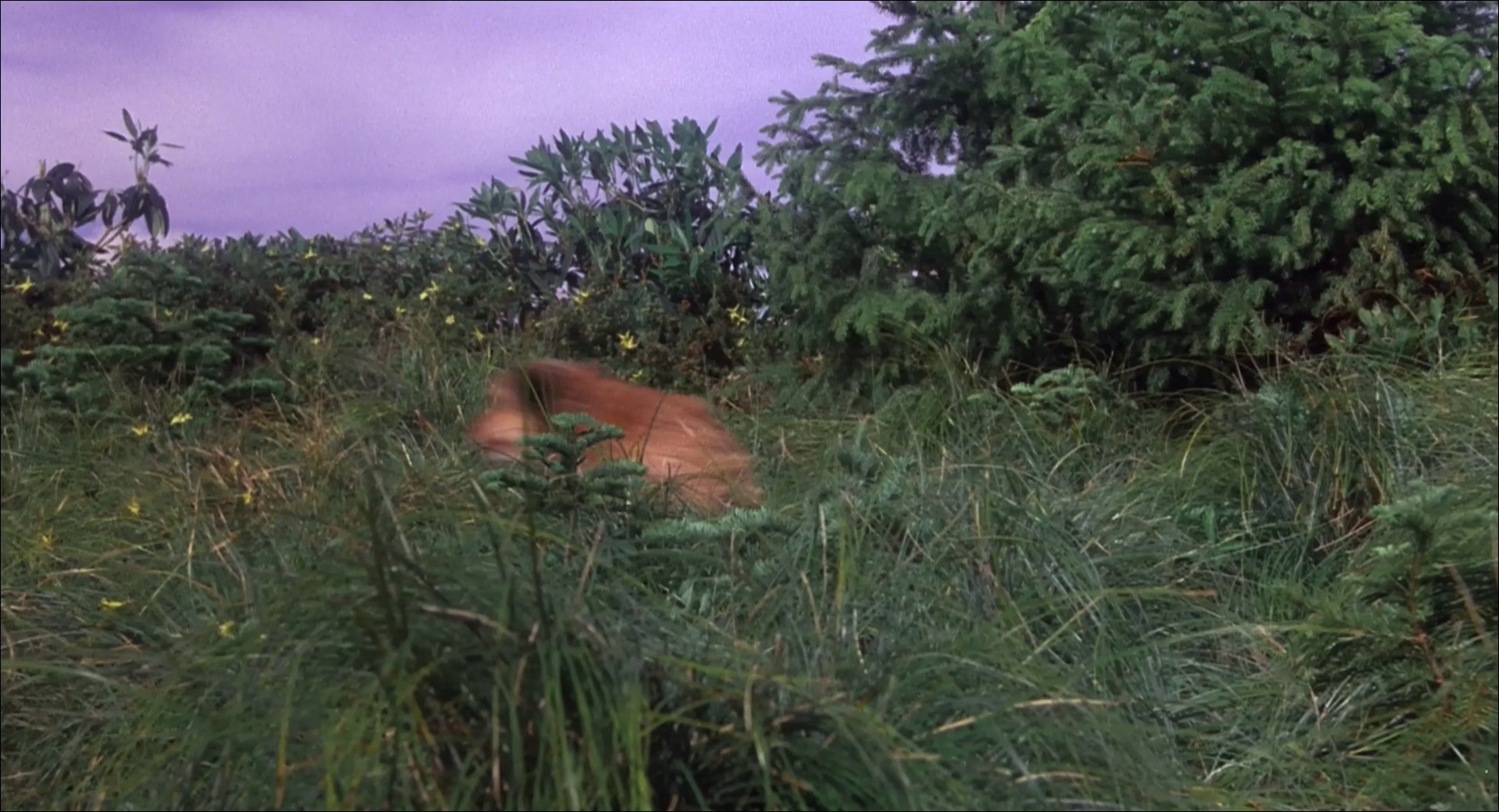 丛林赤子心 [简繁英字幕].Benji.the.Hunted.1987.1080p.WEBRip.x265.10bit.AC3￡SSDSSE 4.77GB-6.png