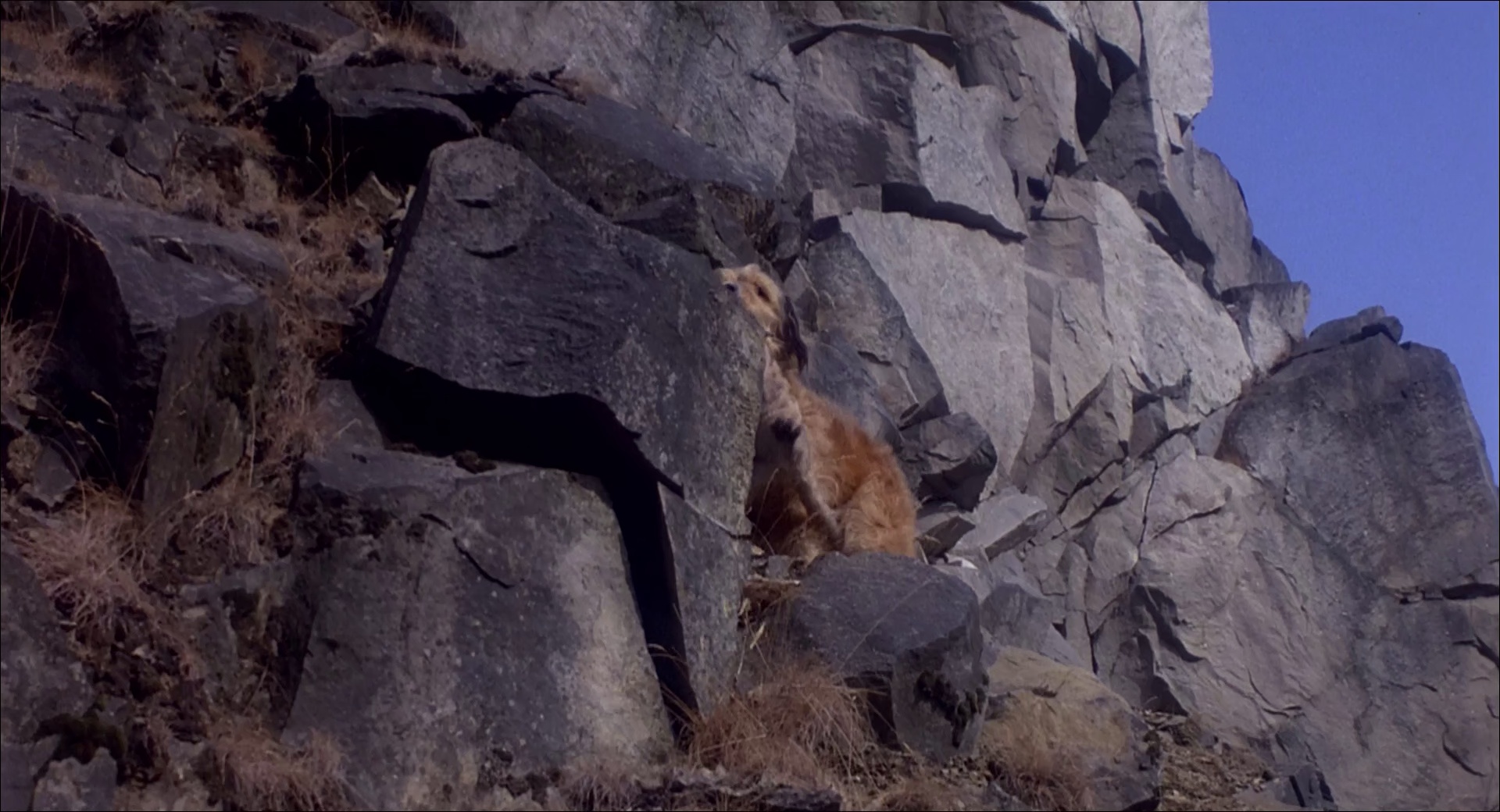 丛林赤子心 [简繁英字幕].Benji.the.Hunted.1987.1080p.WEBRip.x265.10bit.AC3￡SSDSSE 4.77GB-7.png