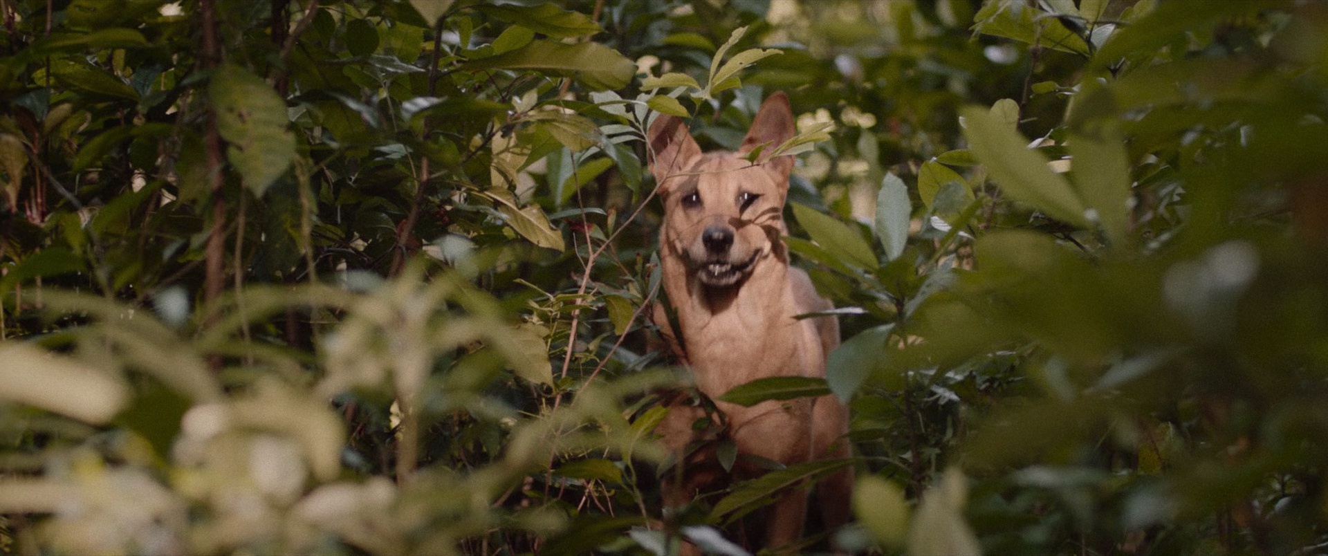 得宠先生 [国语配音/中文字幕].An.Abandoned.Team.2024.Bluray.1080p.TrueHD5.1.x265.10bit-DreamHD 6.26GB-2.png