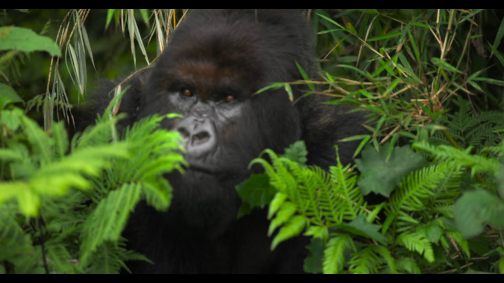 大卫·艾登堡：大猩猩的故事 [杜比视界版本][简繁英字幕].2026.2160p.NF.WEB-DL.DDP.5.1.Atmos.DV.H.265-DreamHD 10.37GB-3.png