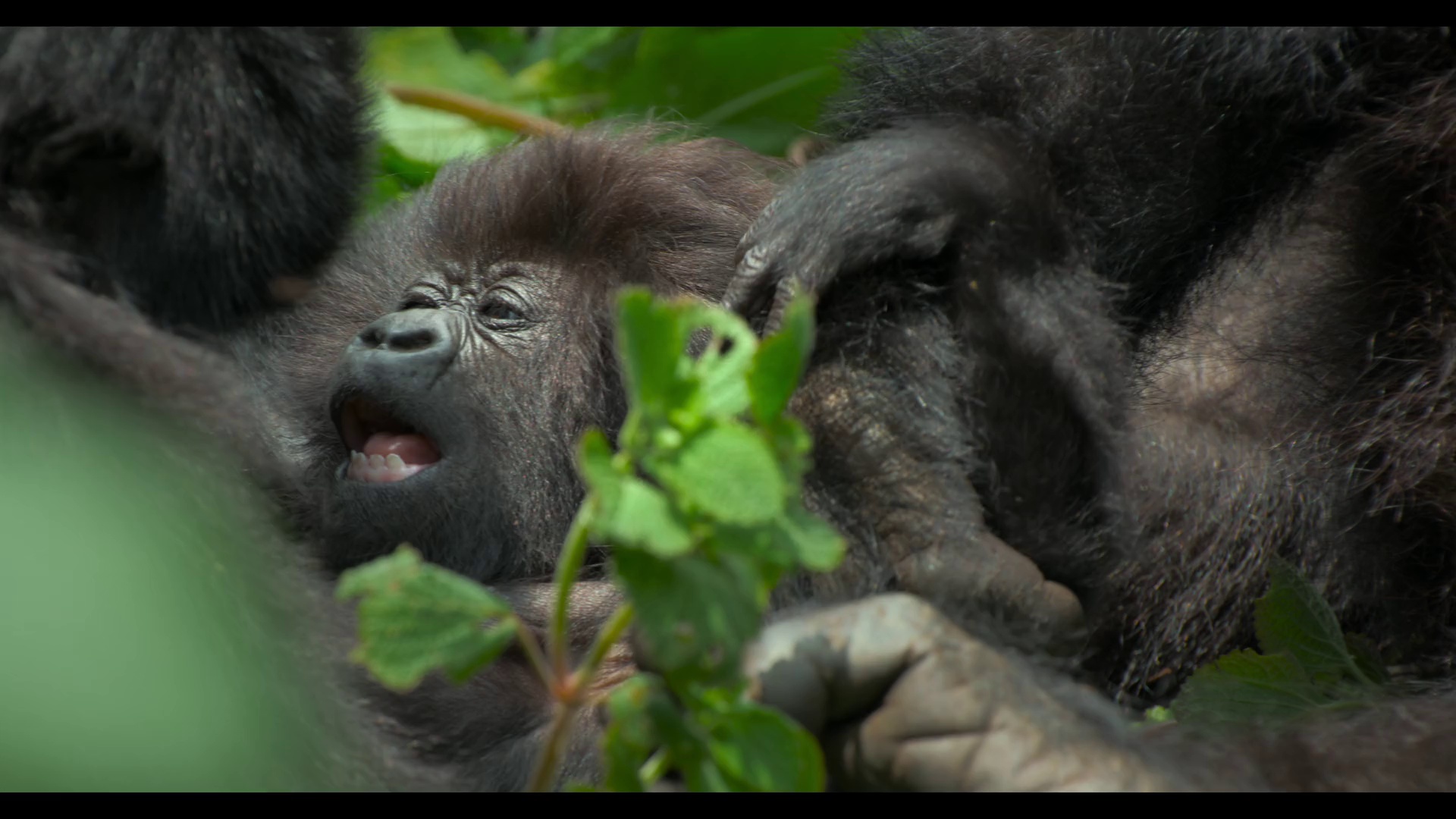 大卫·艾登堡：大猩猩的故事 [杜比视界版本][简繁英字幕].2026.2160p.NF.WEB-DL.DDP.5.1.Atmos.DV.H.265-DreamHD 10.37GB-2.png