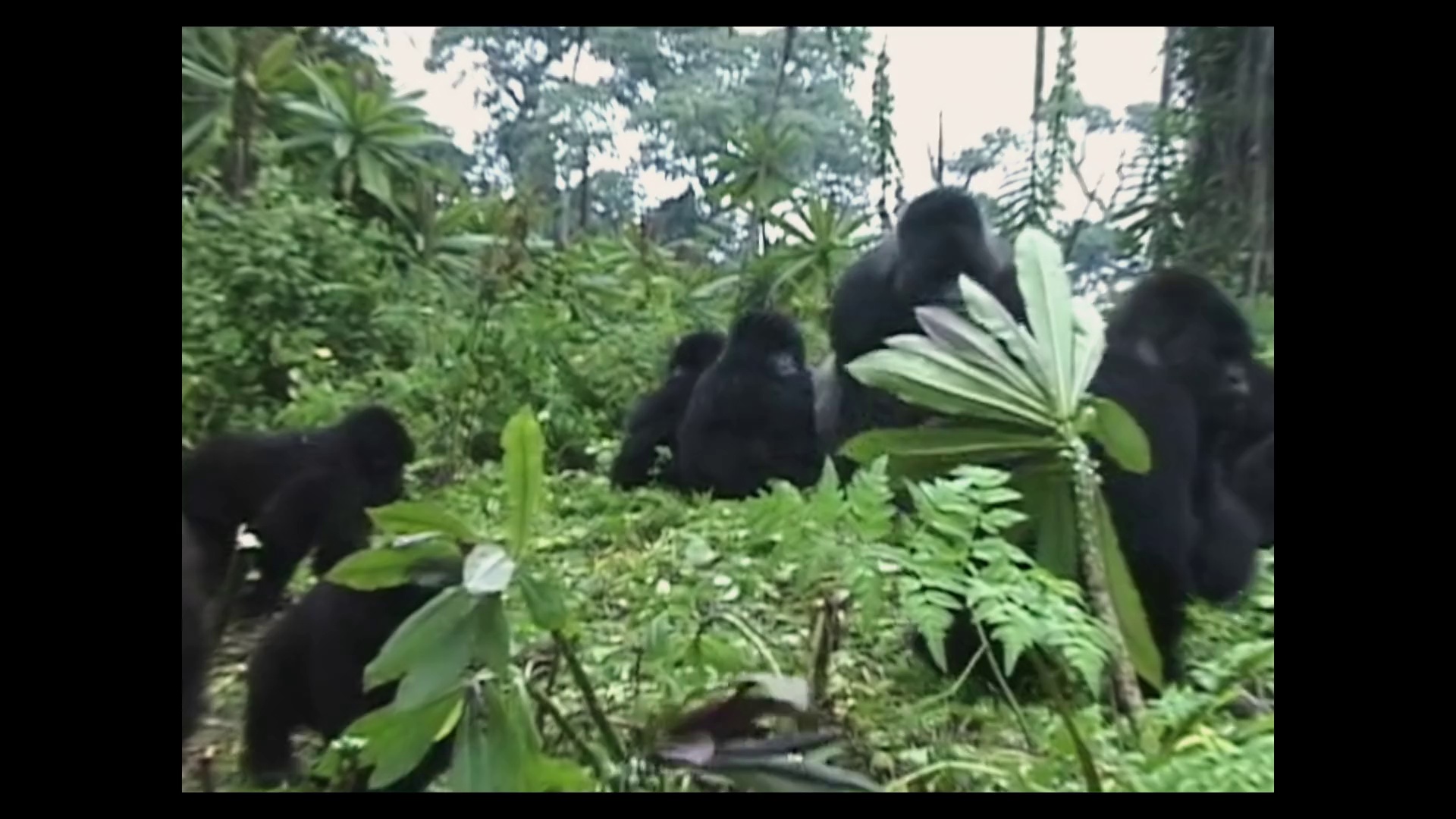 大卫·艾登堡：大猩猩的故事 [杜比视界版本][简繁英字幕].2026.2160p.NF.WEB-DL.DDP.5.1.Atmos.DV.H.265-DreamHD 10.37GB-4.png