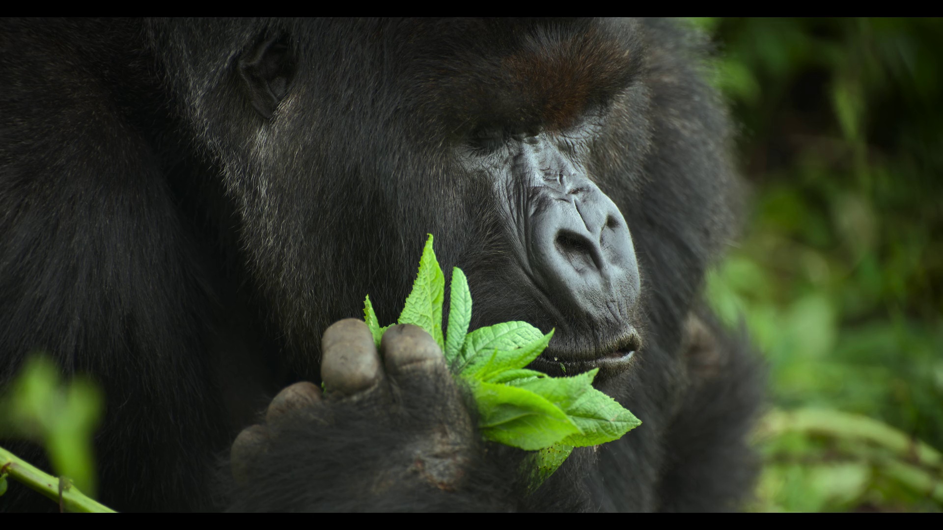 大卫·艾登堡：大猩猩的故事 [简繁英字幕].2026.2160p.NF.WEB-DL.DDP.5.1.Atmos.H.265-DreamHD 6.77GB-5.png