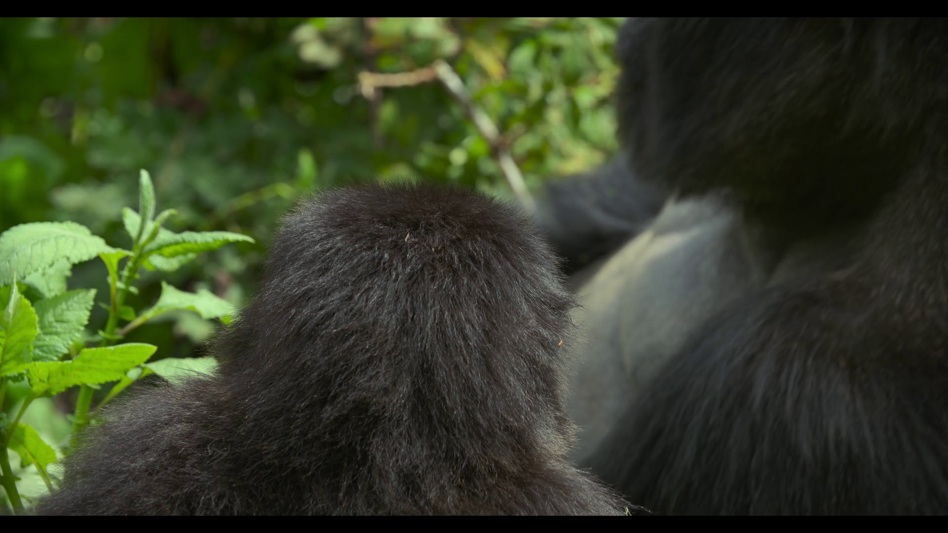 大卫·艾登堡：大猩猩的故事 [简繁英字幕].2026.2160p.NF.WEB-DL.DDP.5.1.Atmos.H.265-DreamHD 6.77GB-7.png