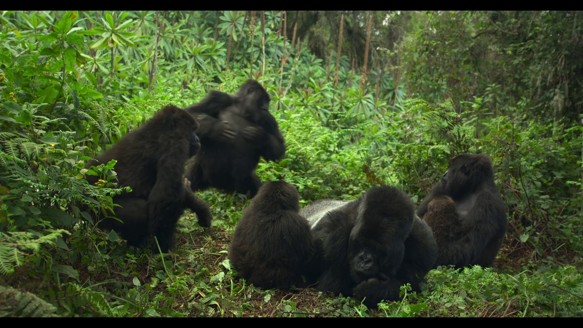 大卫·艾登堡：大猩猩的故事 [简繁英字幕].2026.2160p.NF.WEB-DL.DDP.5.1.Atmos.HDR10.H.265-DreamHD 9.42GB-6.png