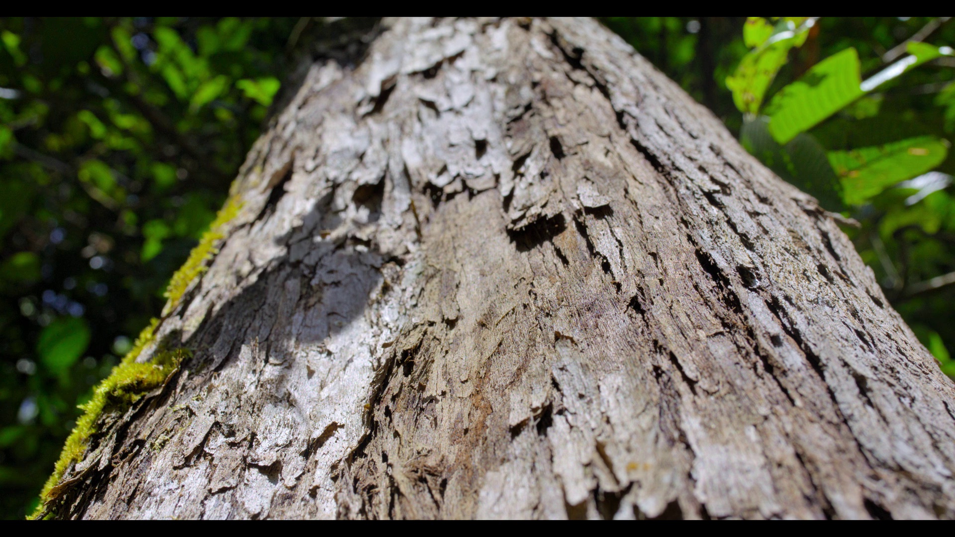 红毛猩猩 [简繁英字幕].Orangutan.2026.1080p.DSNP.WEB-DL.DDP.5.1.Atmos.H.264-DreamHD 4.60GB-2.png