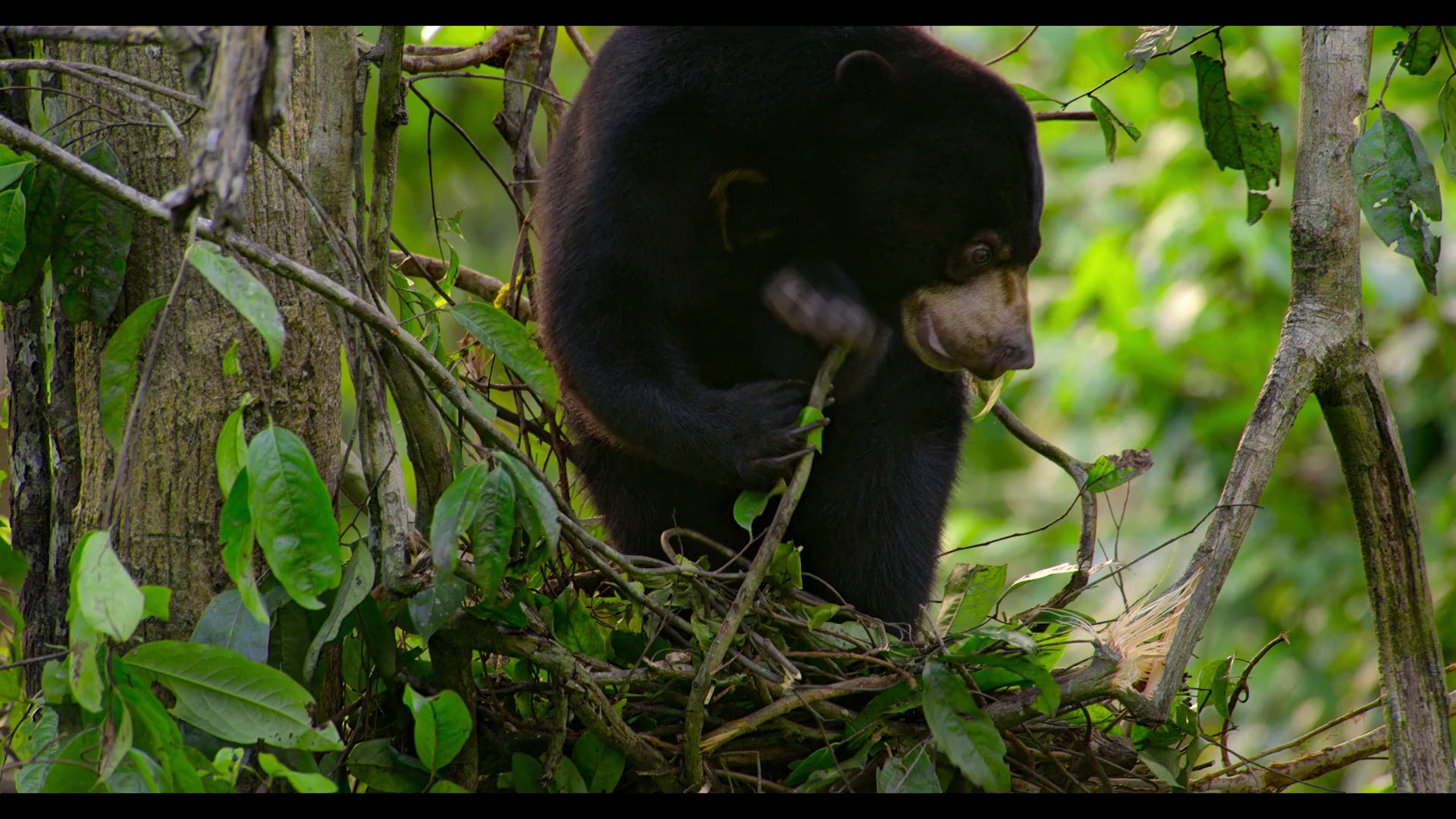 红毛猩猩 [简繁英字幕].Orangutan.2026.1080p.DSNP.WEB-DL.DDP.5.1.Atmos.H.264-DreamHD 4.60GB-3.png