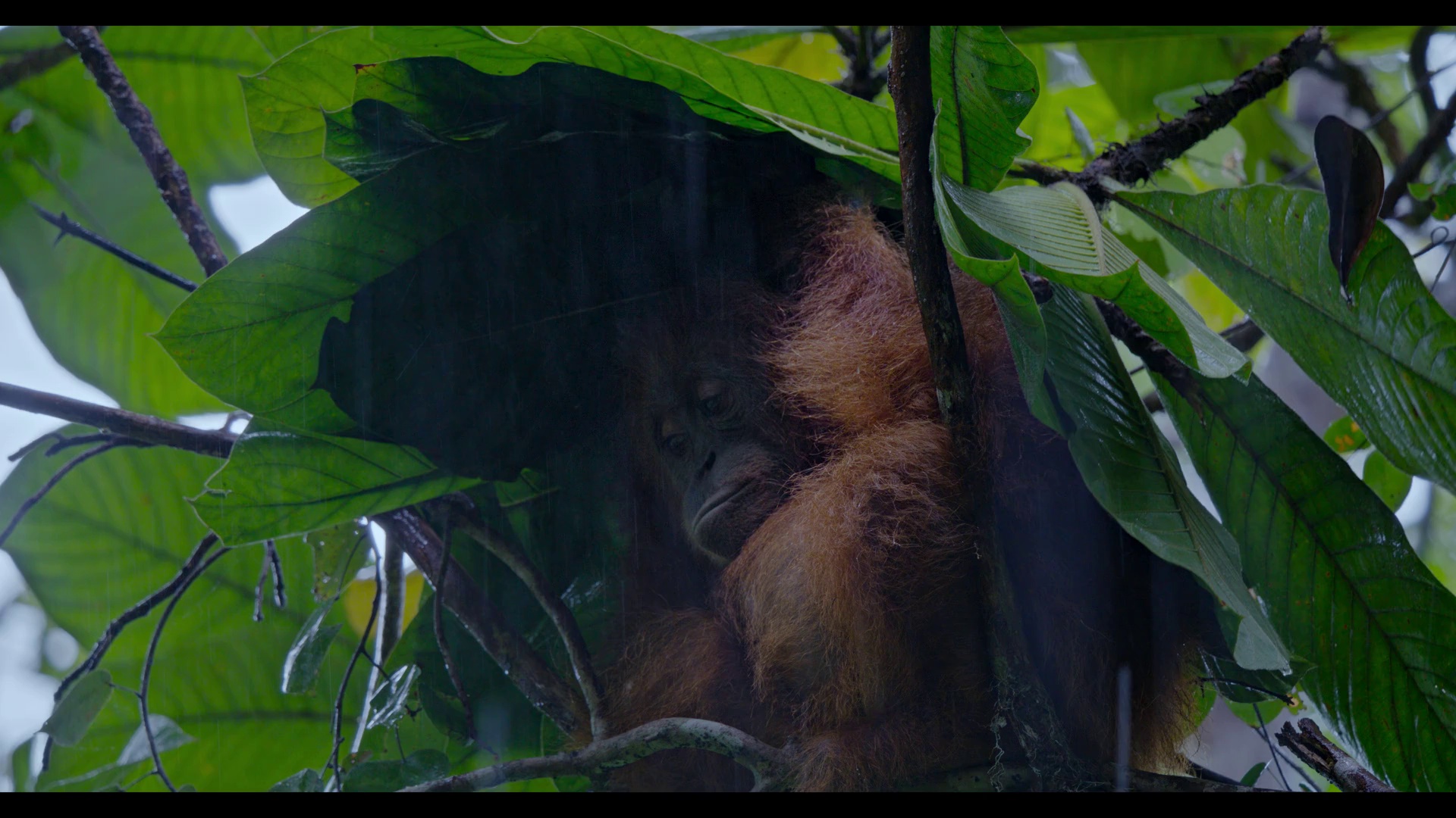 红毛猩猩 [简繁英字幕].Orangutan.2026.1080p.DSNP.WEB-DL.DDP.5.1.Atmos.H.264-DreamHD 4.60GB-4.png