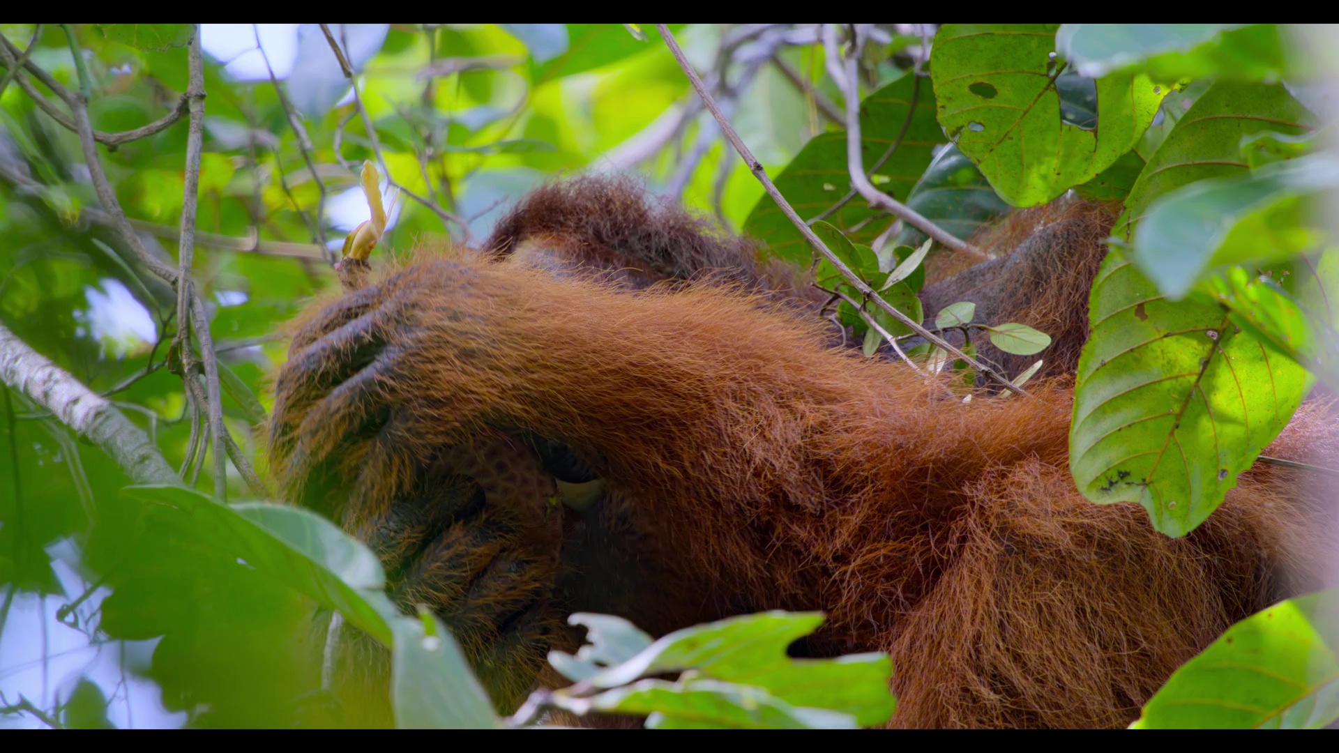 红毛猩猩 [简繁英字幕].Orangutan.2026.1080p.DSNP.WEB-DL.DDP.5.1.Atmos.H.264-DreamHD 4.60GB-6.png