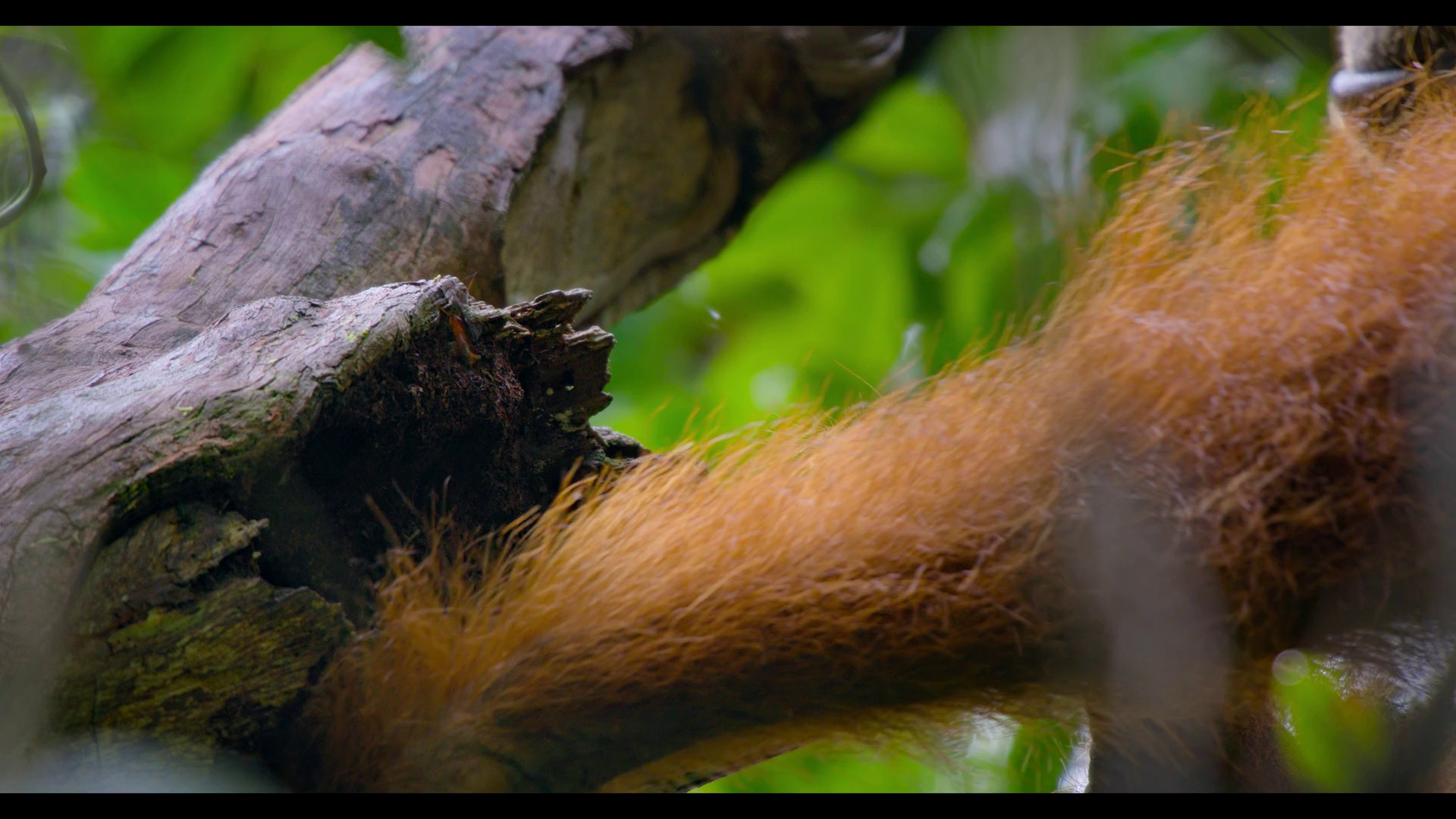 红毛猩猩 [简繁英字幕].Orangutan.2026.1080p.DSNP.WEB-DL.DDP.5.1.Atmos.H.264-DreamHD 4.60GB-5.png