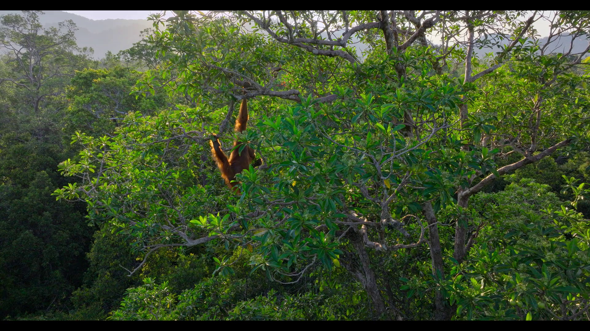 红毛猩猩 [简繁英字幕].Orangutan.2026.1080p.DSNP.WEB-DL.DDP.5.1.Atmos.H.264-DreamHD 4.60GB-7.png