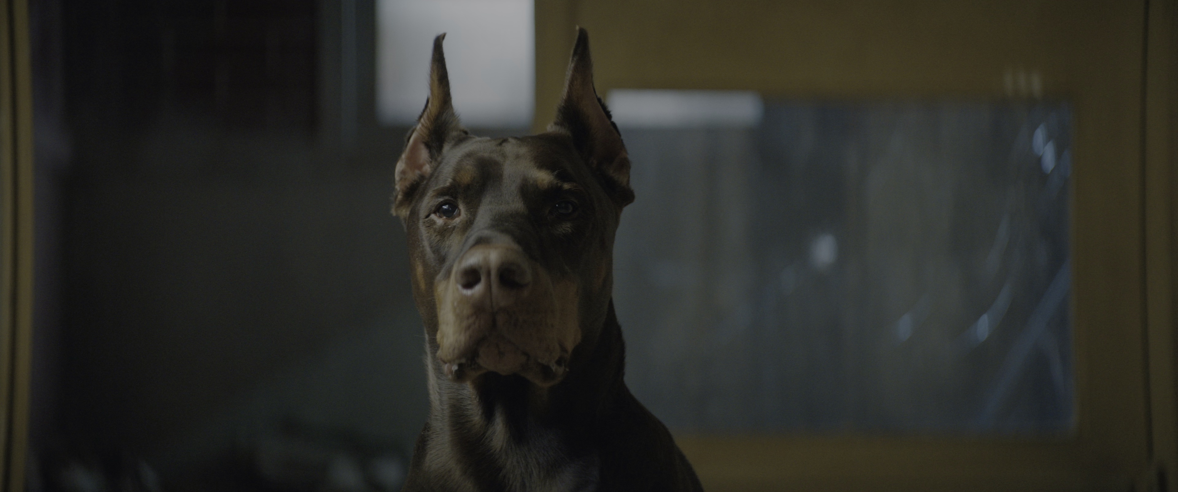 狗神 [HDR/杜比视界双版本][国英多音轨/特效中文字幕].2023.GER.BluRay.2160p.TrueHD7.1.DoVi.HDR10.x265.10bit-DreamHD 41.29GB-2.png