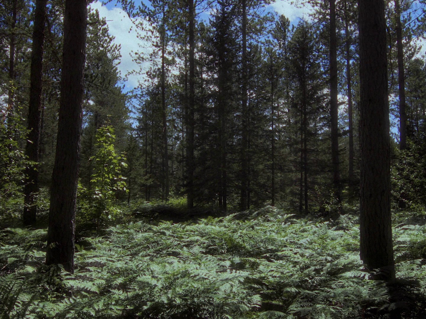 暴力本性 [中文字幕].In.A.Violent.Nature.2024.BluRay.1080p.DTS-HDMA5.1.x264-DreamHD 13.57GB-4.png