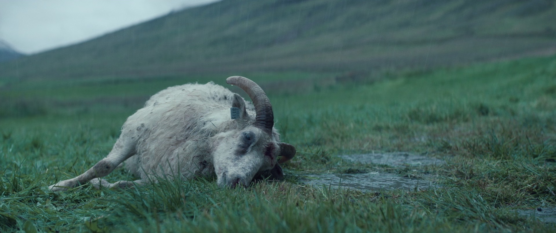 羊崽 [简繁英字幕].Lamb.2021.BluRay.1080p.DTS-HD.MA.5.1.x265.10bit-DreamHD 6.64GB-4.png