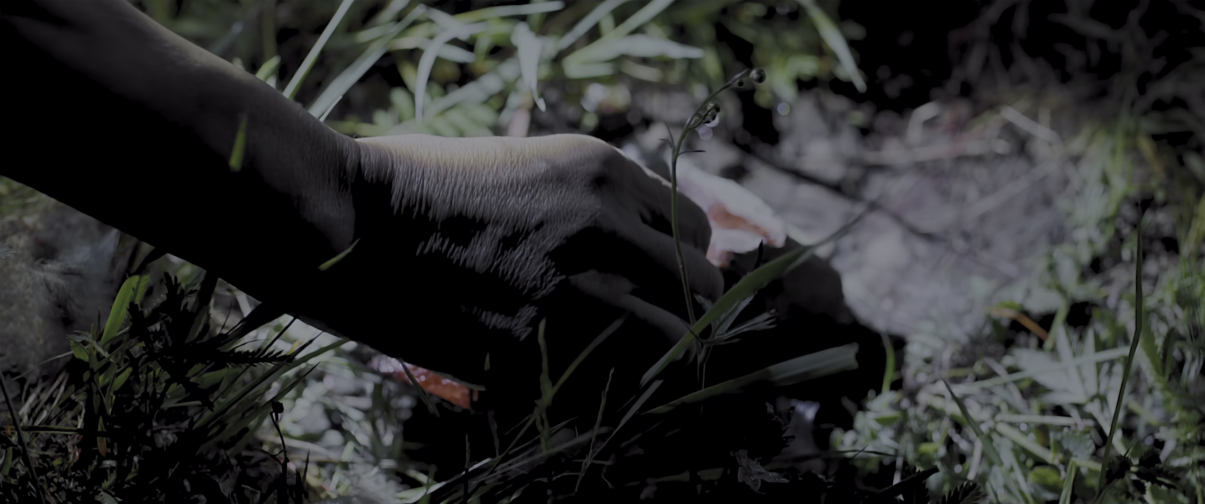 哀牢山 [国语配音/中文字幕].Ailao.Mountain.Incident.2026.2160p.WEB-DL.H265.DDP5.1-QuickIO 2.03GB-3.png