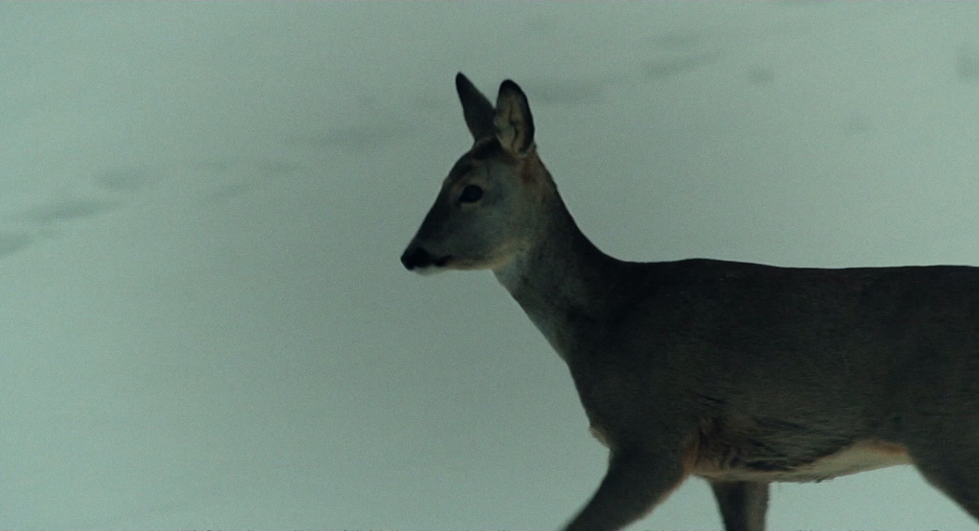 糜骨之壤 [中文字幕].Pokot.2017.BluRay.1080p.DD5.1.x 265.10bit-DreamHD 7.72GB-3.png