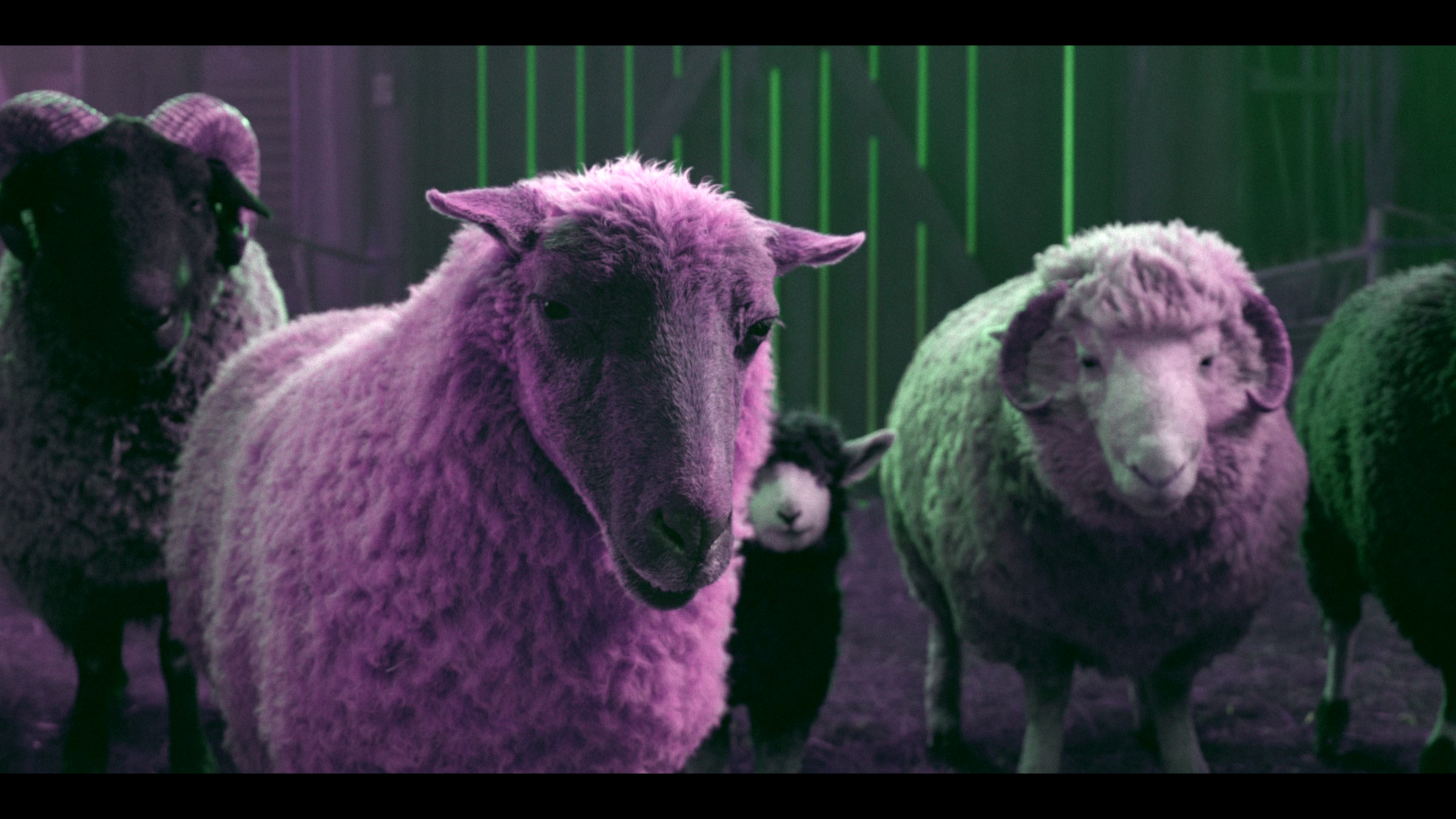 绵羊侦探团 [杜比视界版本][简繁英字幕].The.Sheep.Detectives.2026.2160p.AMZN.WEB-DL.DV.H265.DDP5.1.Atmos-QuickIO 15.84GB-1.png