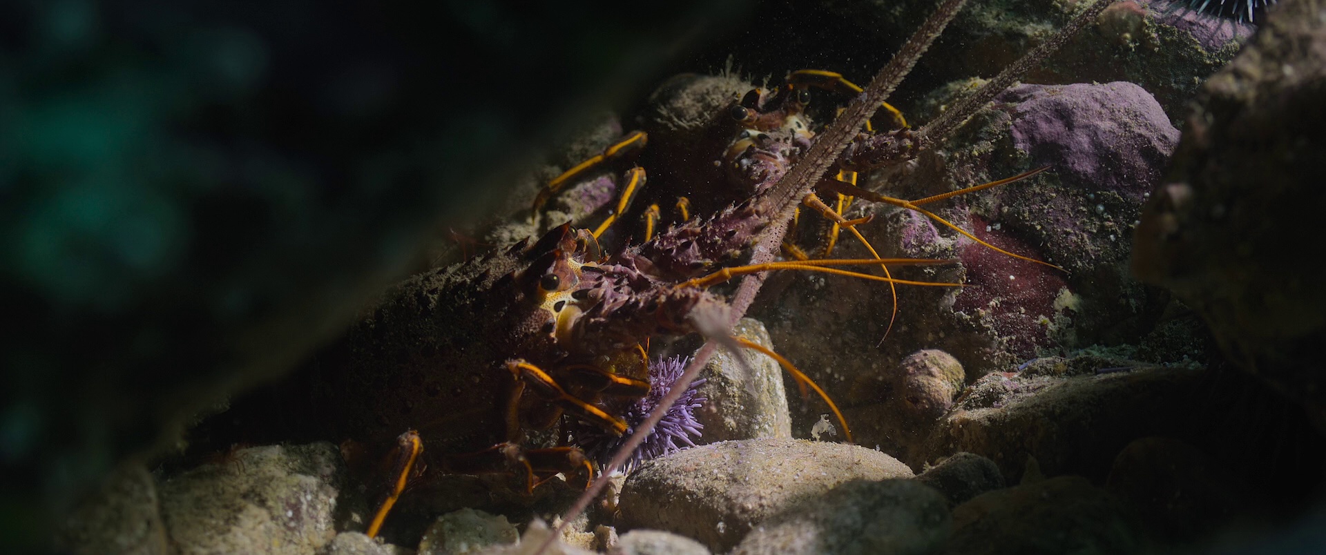 大卫·爱登堡：海洋 [简繁英字幕].Ocean.with.David.Attenborough.2025.1080p.BluRay.x264.DTS-HD.MA.5.1-ParkHD 8.39GB-2.png