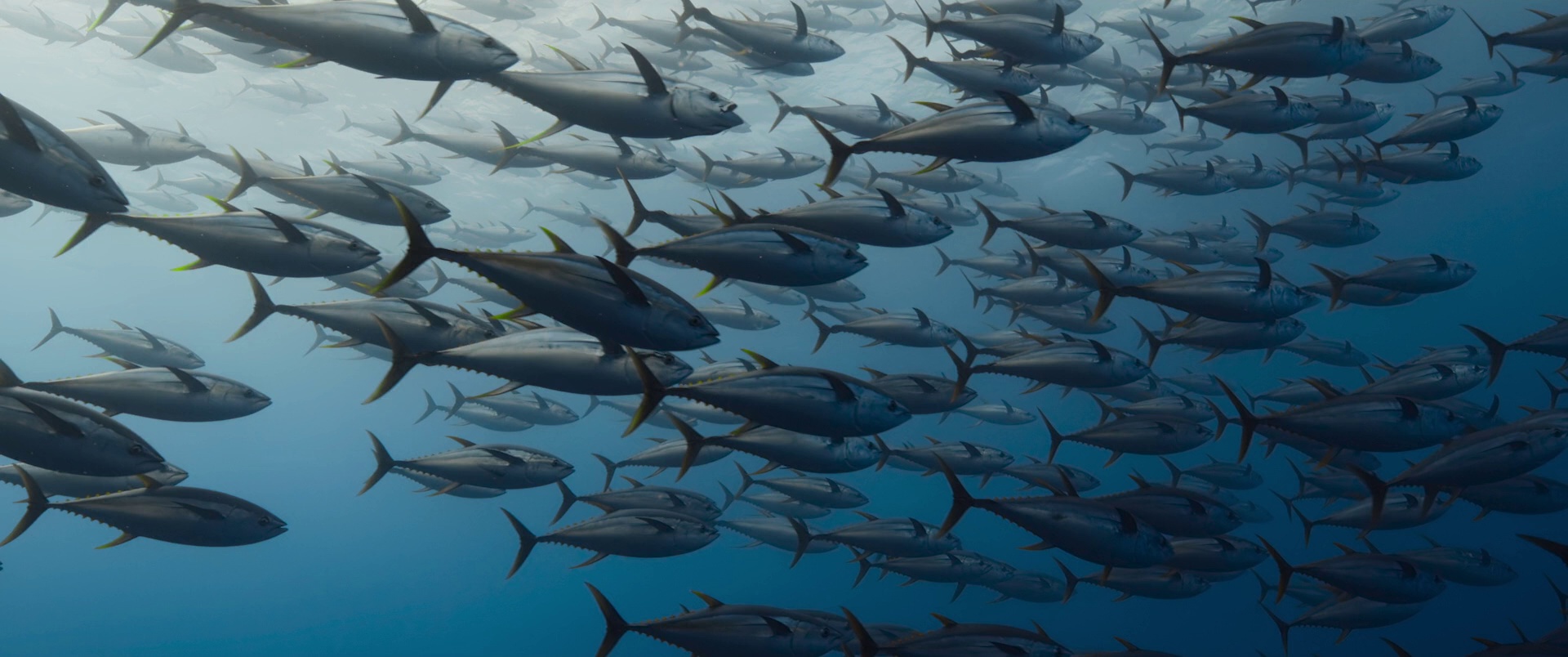 大卫·爱登堡：海洋 [简繁英字幕].Ocean.with.David.Attenborough.2025.1080p.BluRay.x264.DTS-HD.MA.5.1-ParkHD 8.39GB-6.png