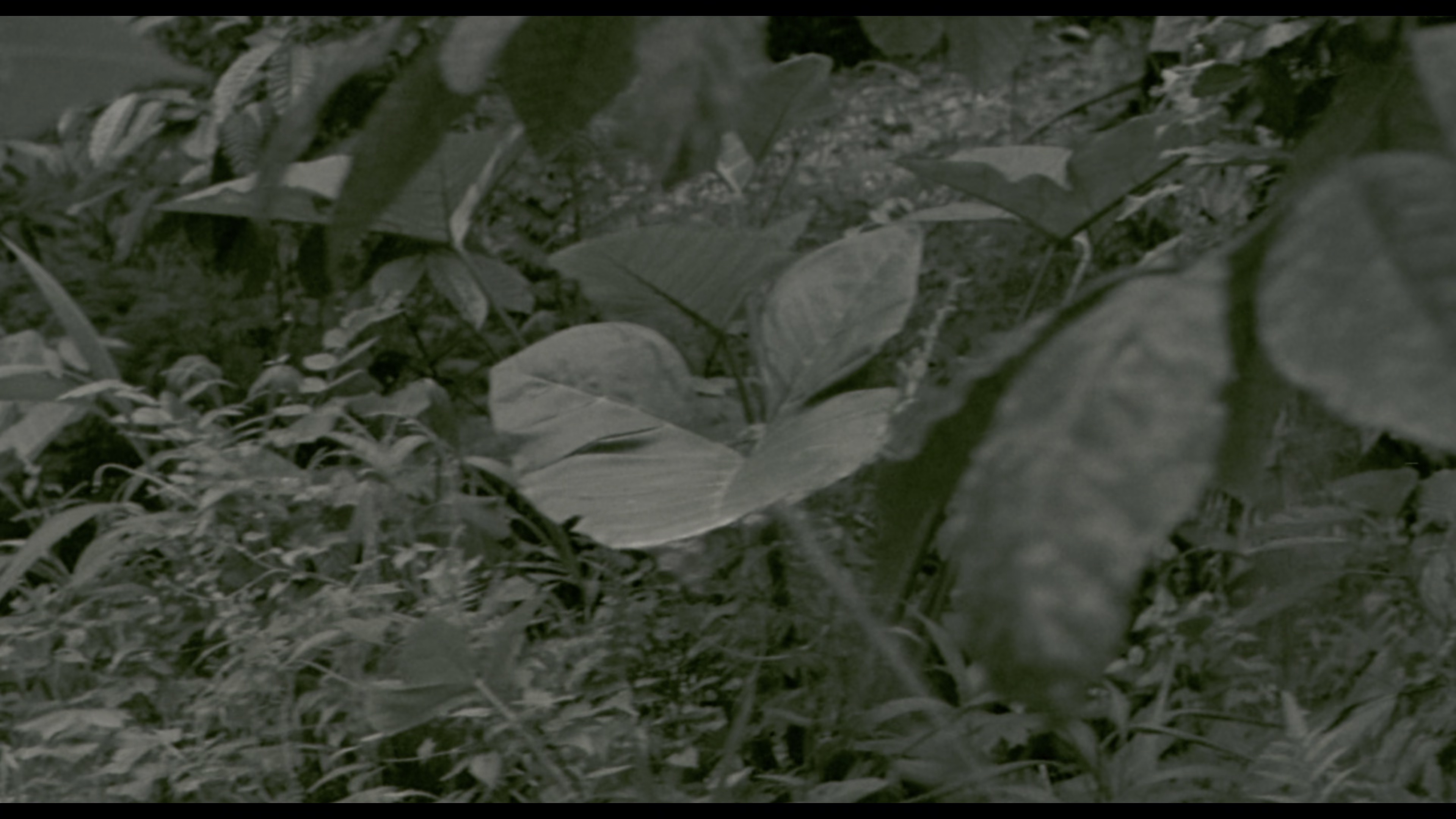 野战排 [简繁英字幕].Platoon.1986.2160p.NF.WEB-DL.DDP.5.1.HDR10.H.265-DreamHD 13.14GB-7.png